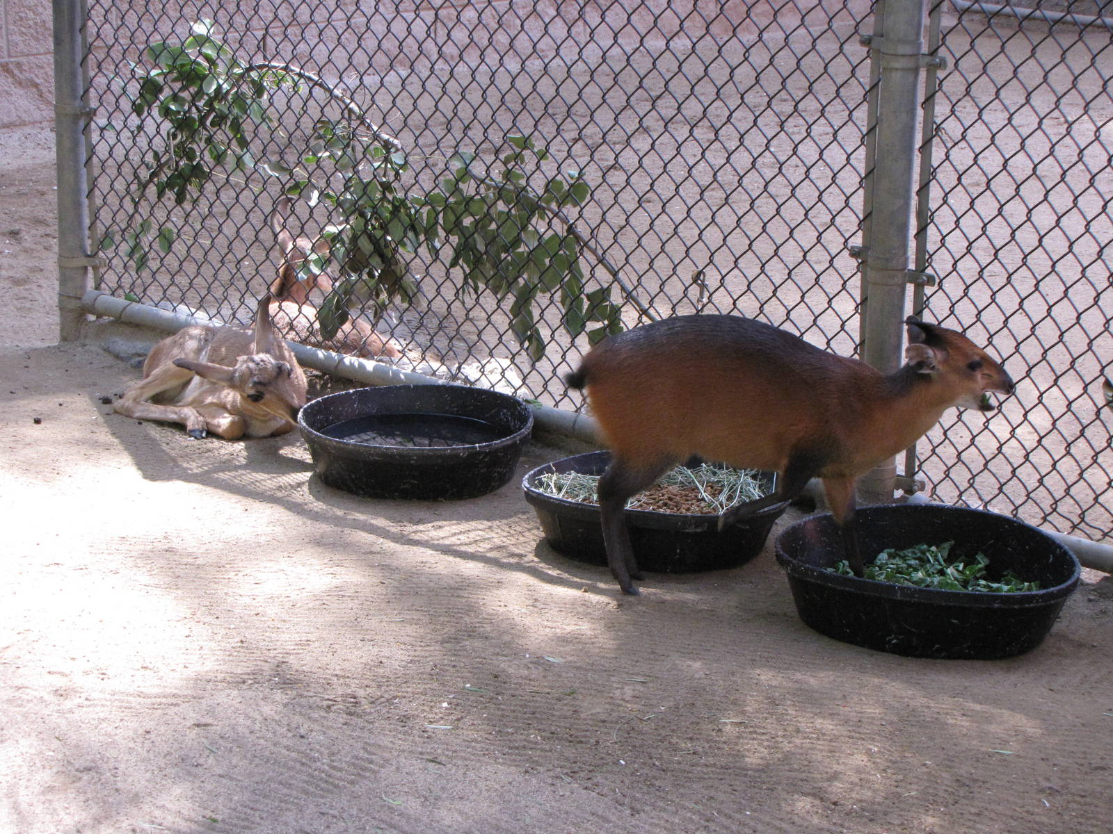 Young Peninsular Pronghorn and Red-flanked Duiker