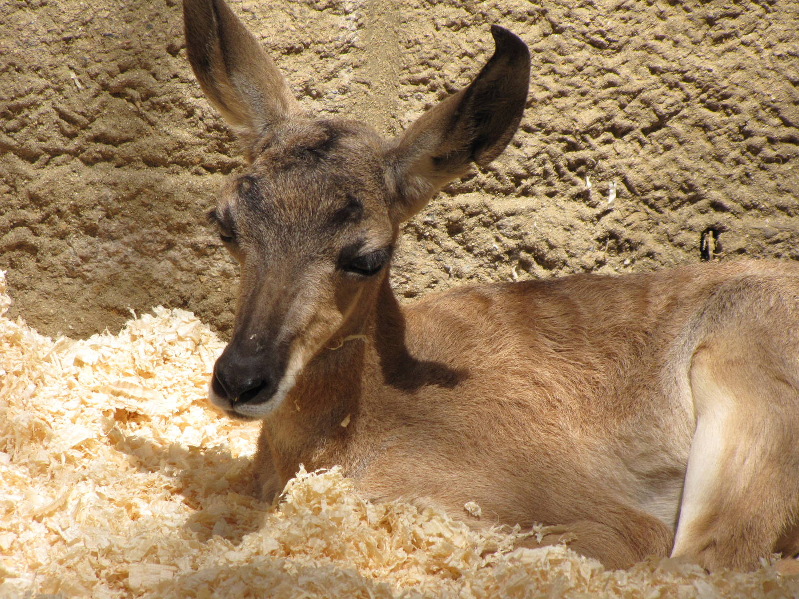 Young Peninsular Pronghorn
