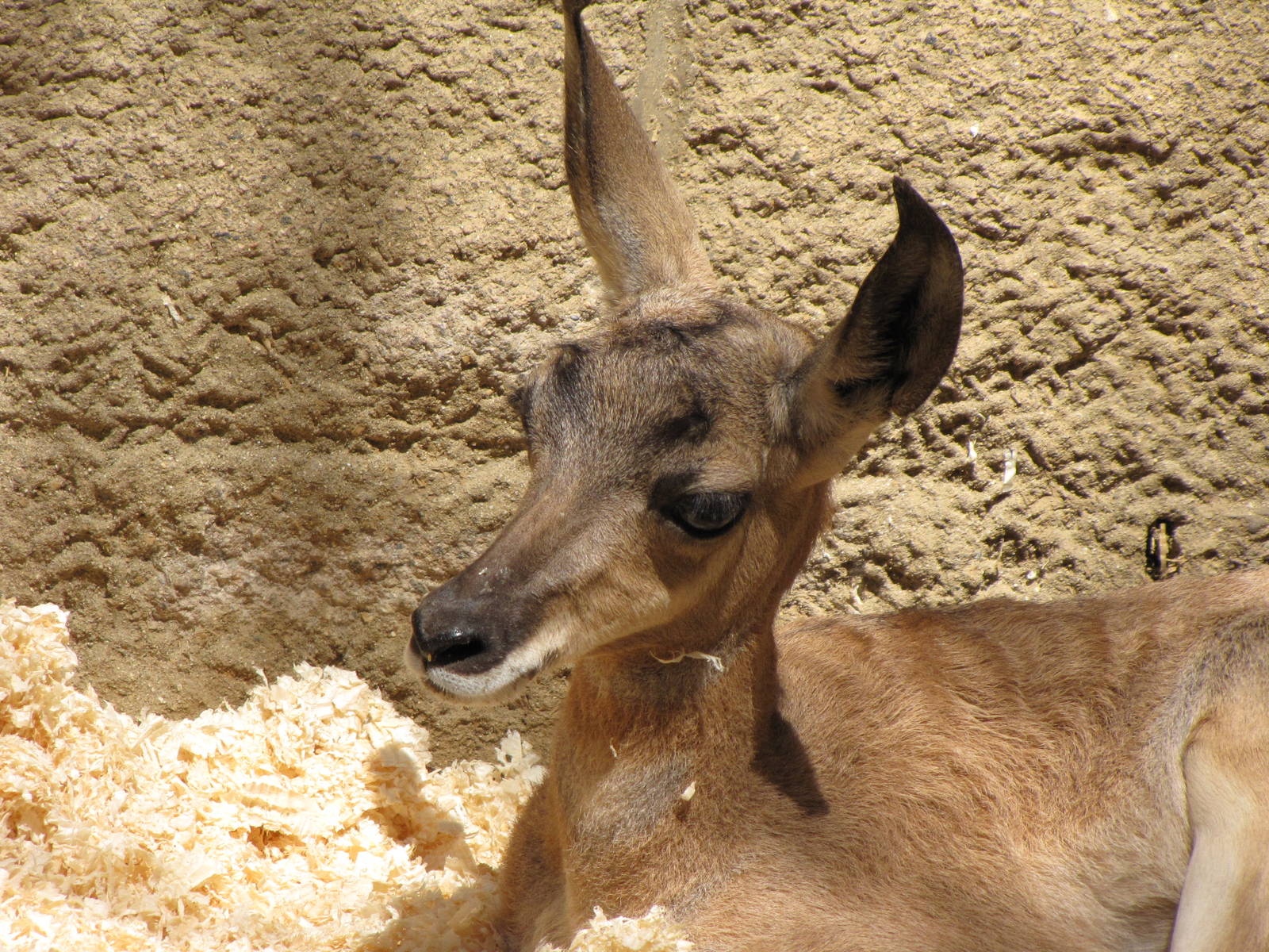 Young Peninsular Pronghorn