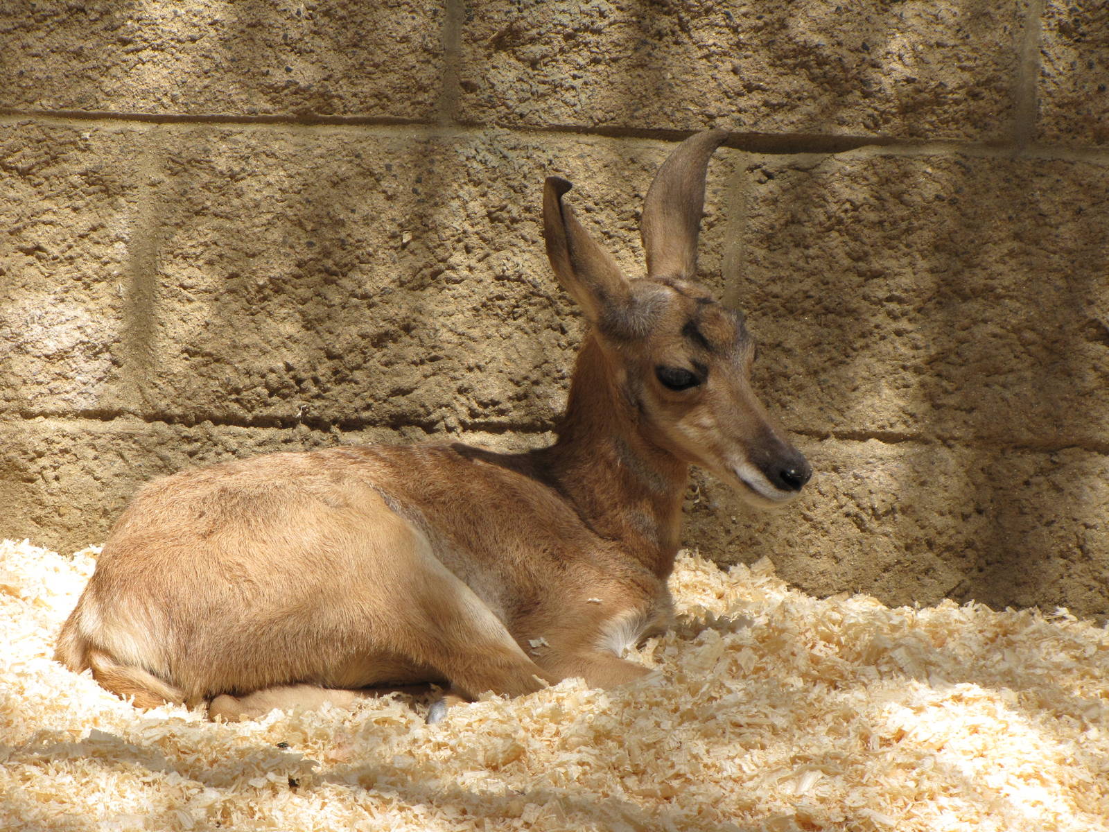 Young Peninsular Pronghorn