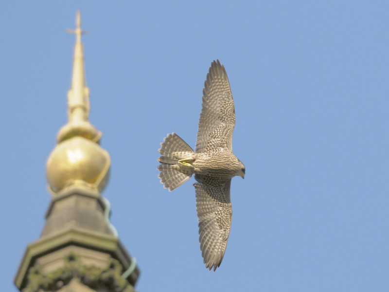 Young peregrine at Bolton Town Hall