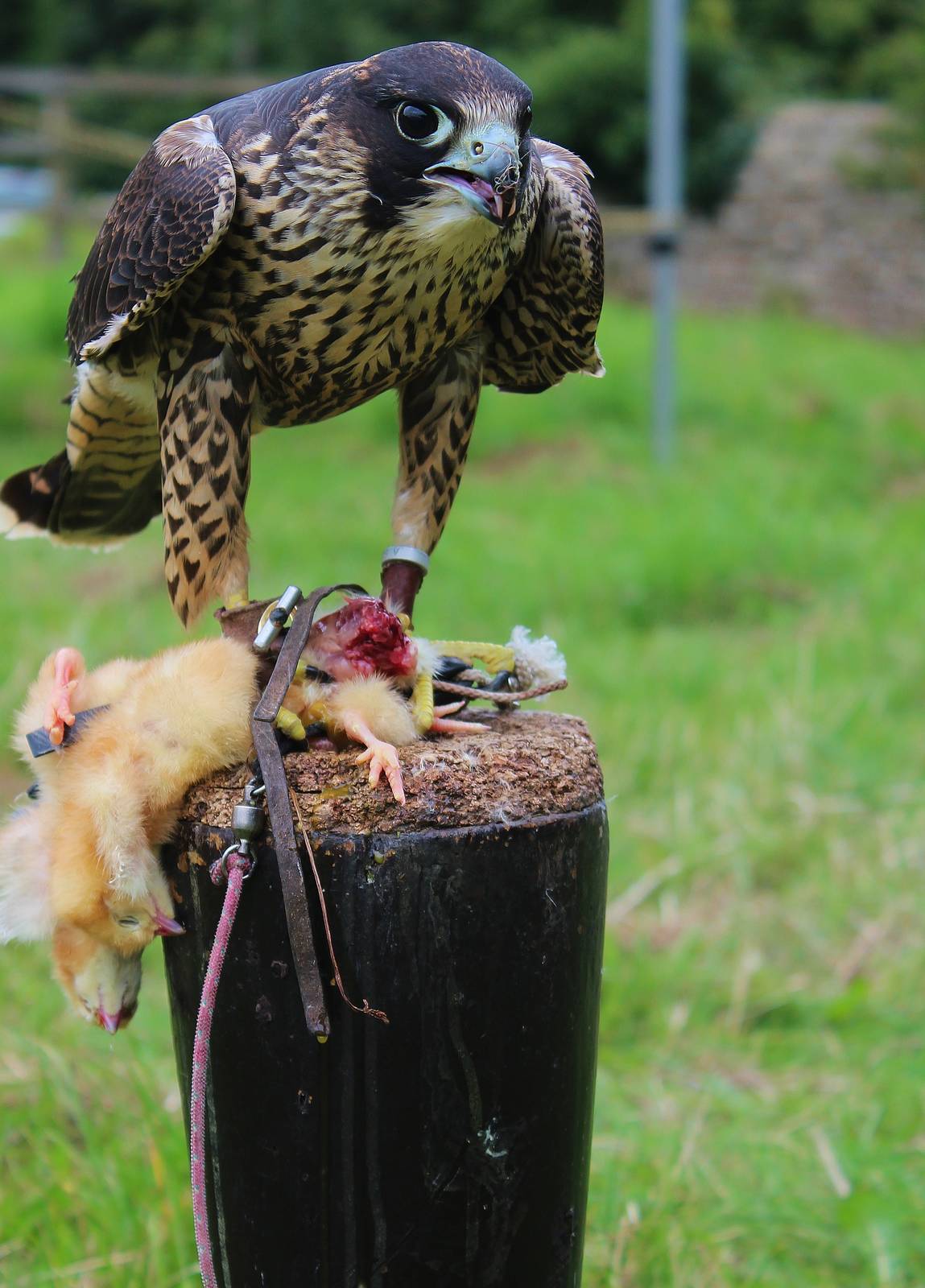 Young Peregrine Falcon