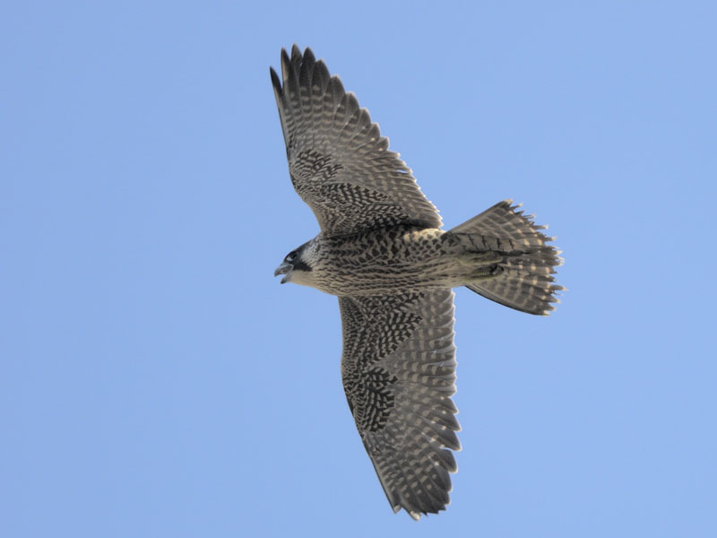 Young peregrine falcon
