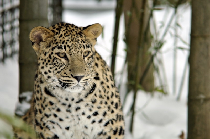 Young persian leopard at Hannover zoo
