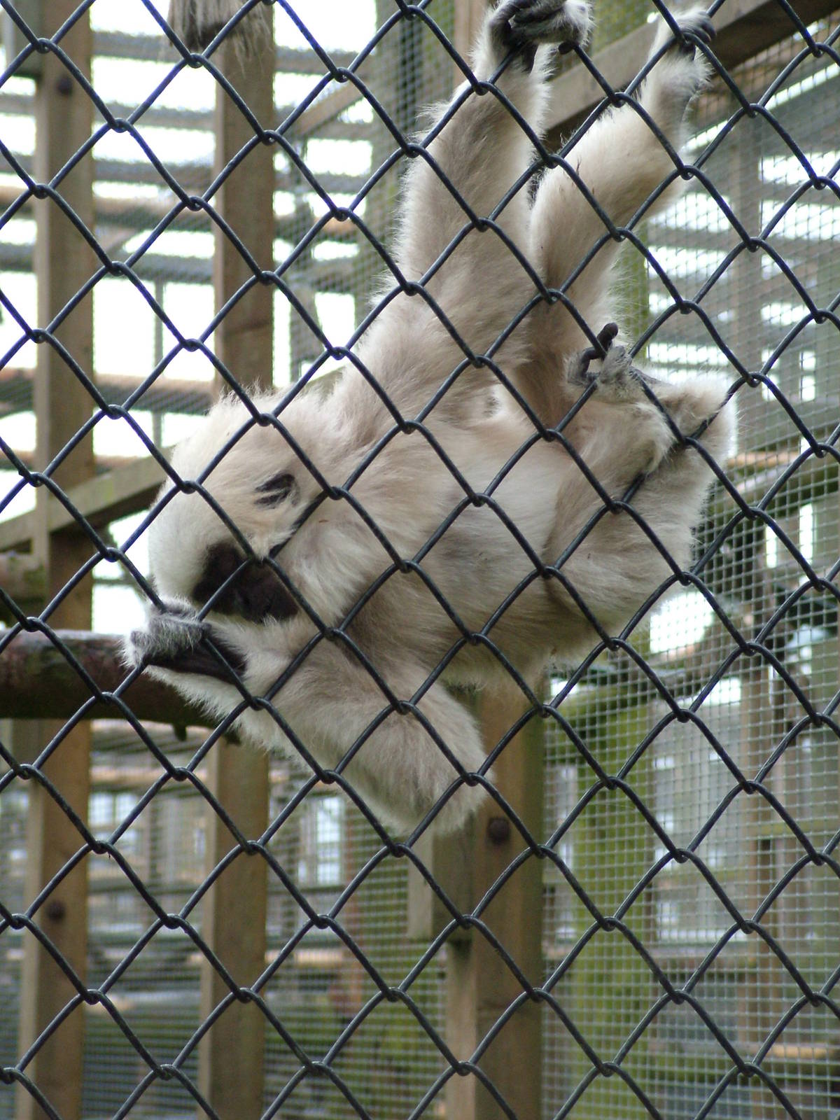 Young Pileated Gibbon at Twycross 24/01/10