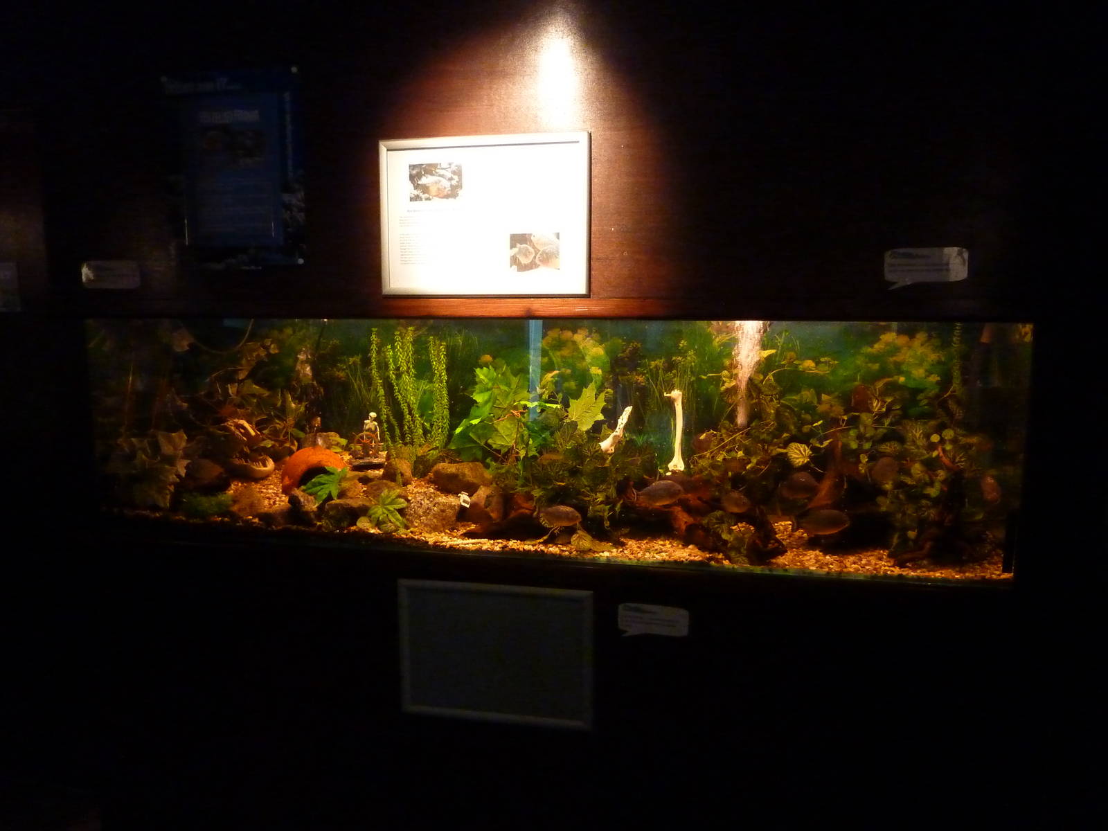 Young piranha tank - 24th August 2012