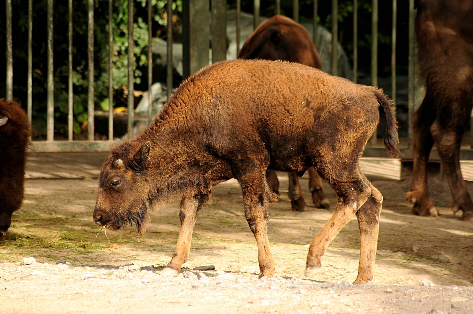 Young Plains buffalo at Cologne Zoo