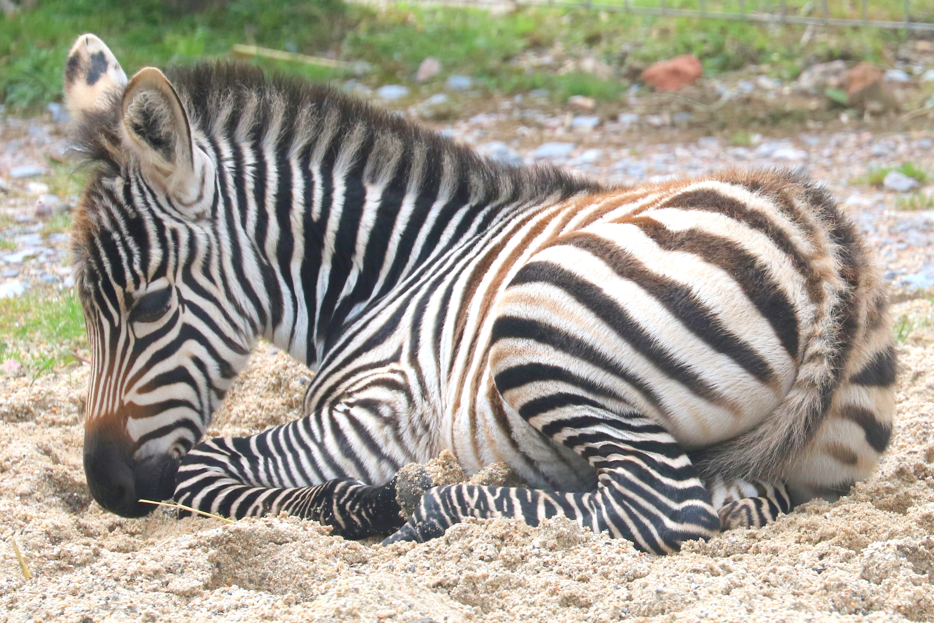 Young plains zebra; Marwell; 16th June 2019