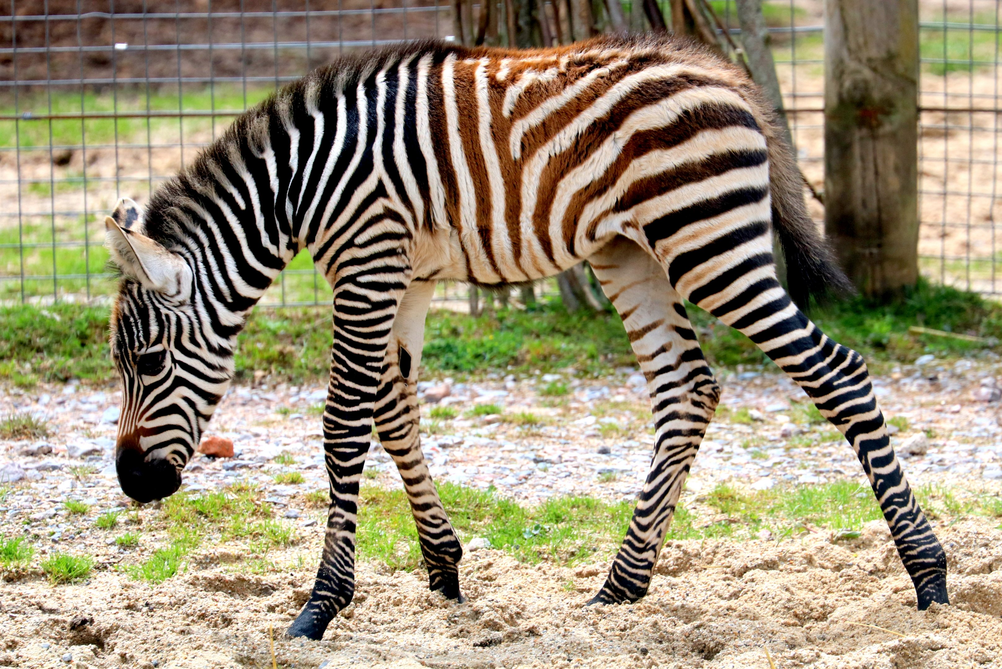 Young plains zebra; Marwell 16th June 2019