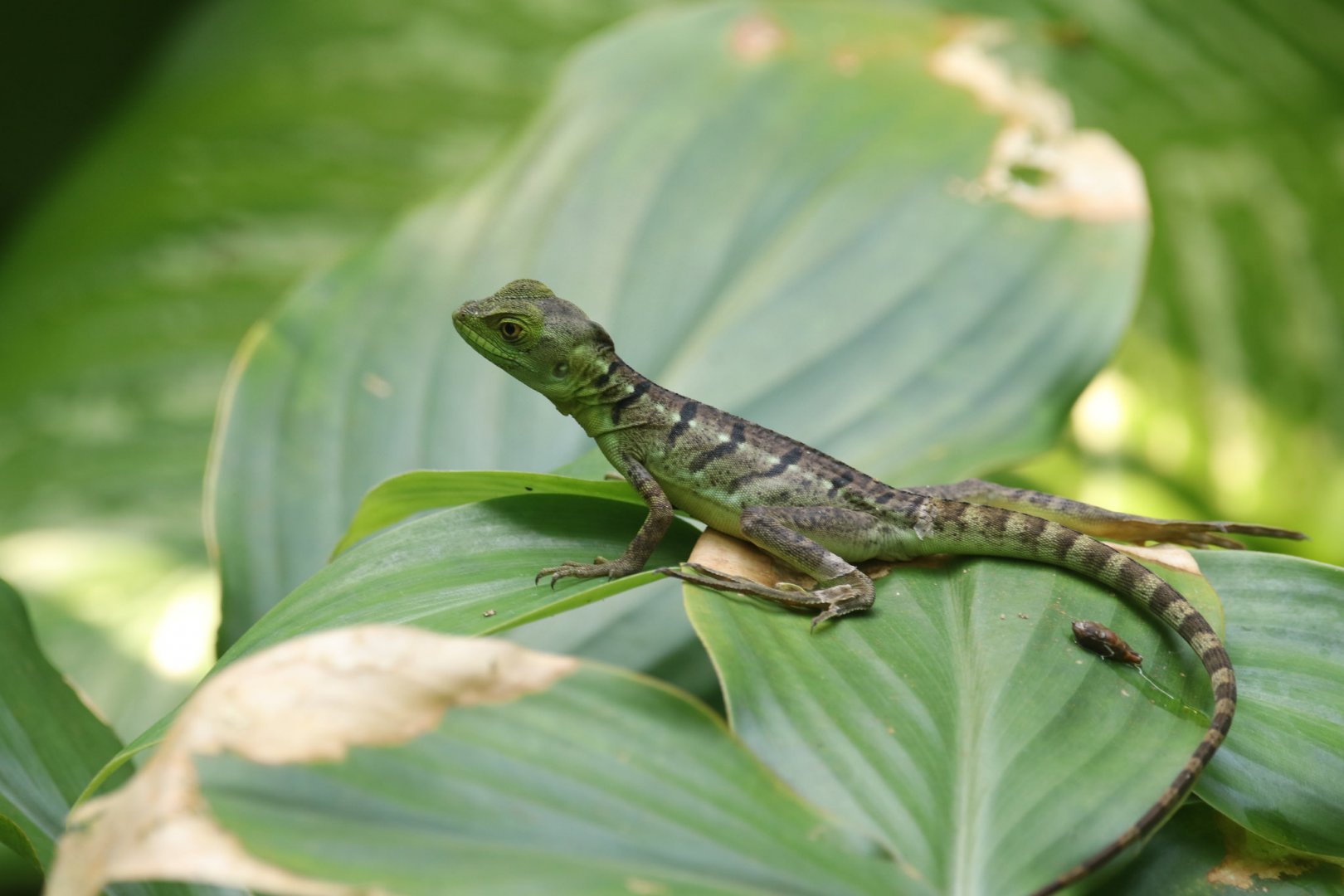 Young Plumed basilisk