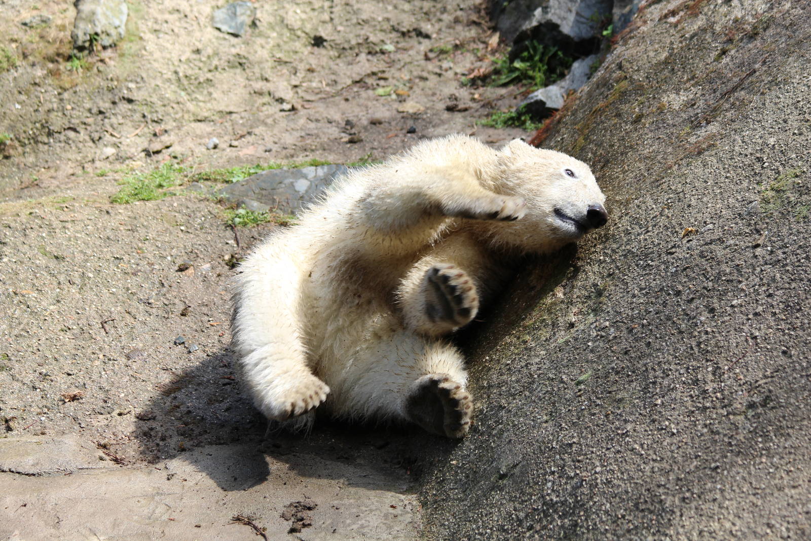 Young Polar Bear - Brno Zoo, July 2013