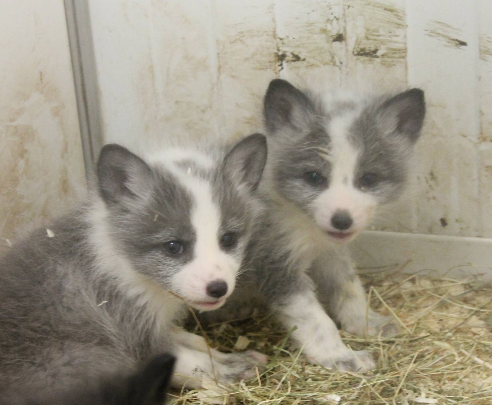 Young Polar foxes