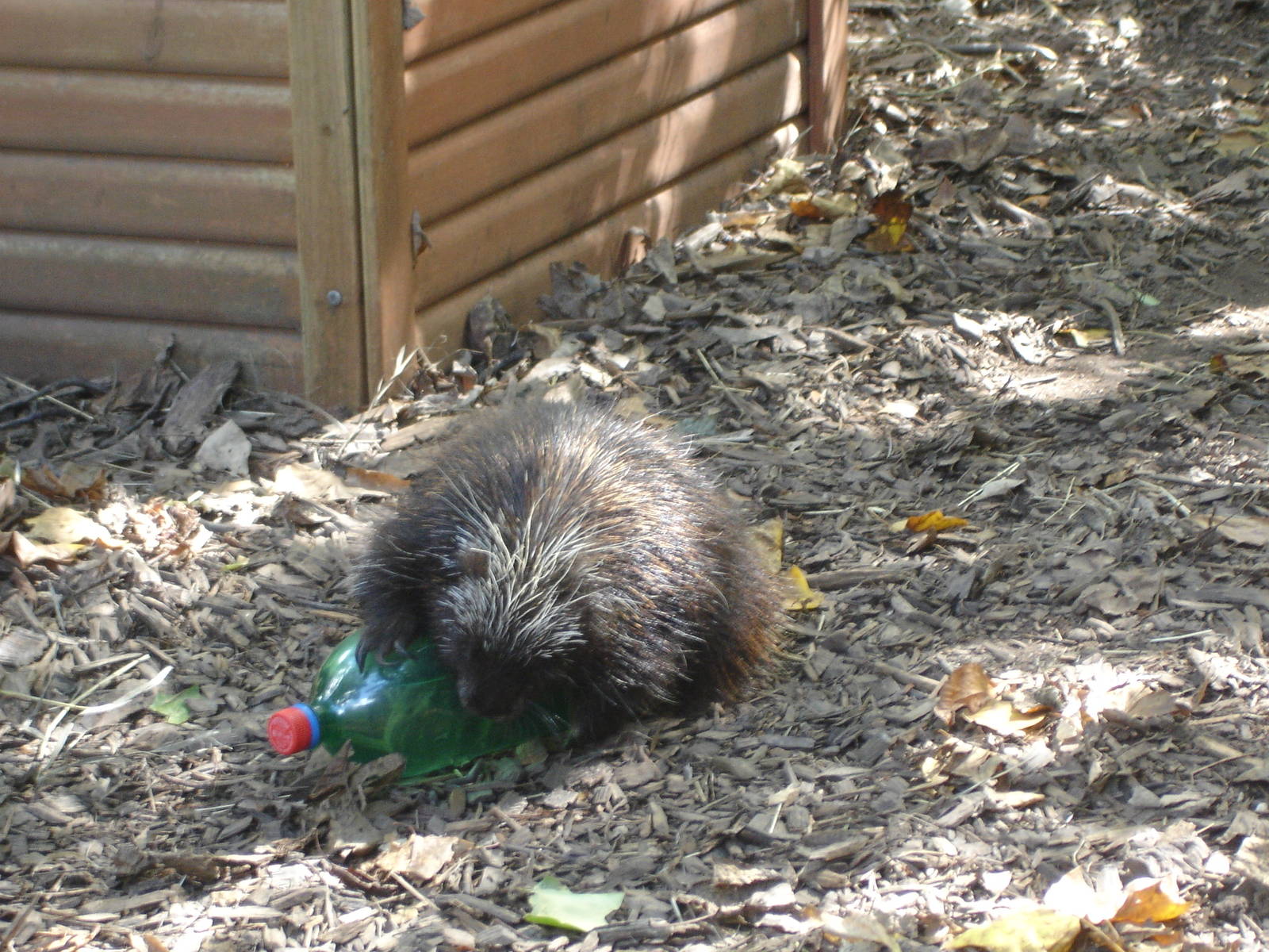 Young Porcupine and friend