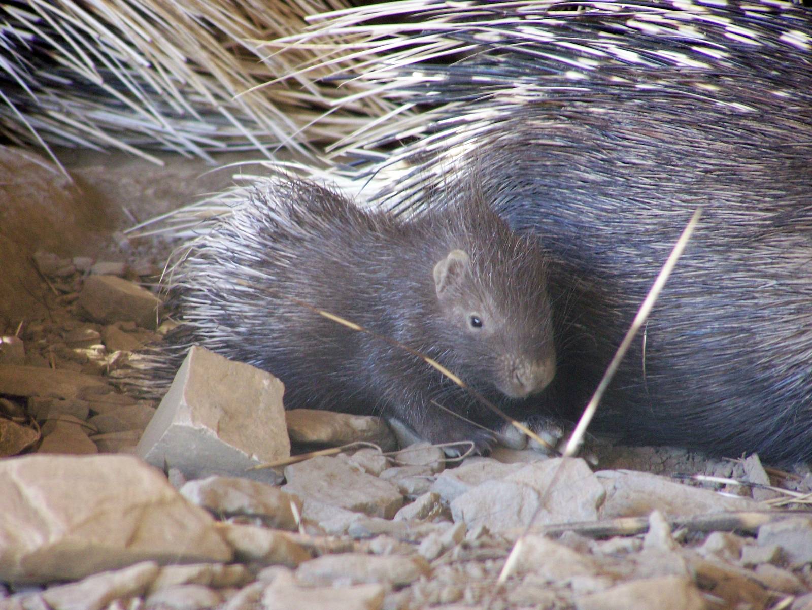 Young porcupine