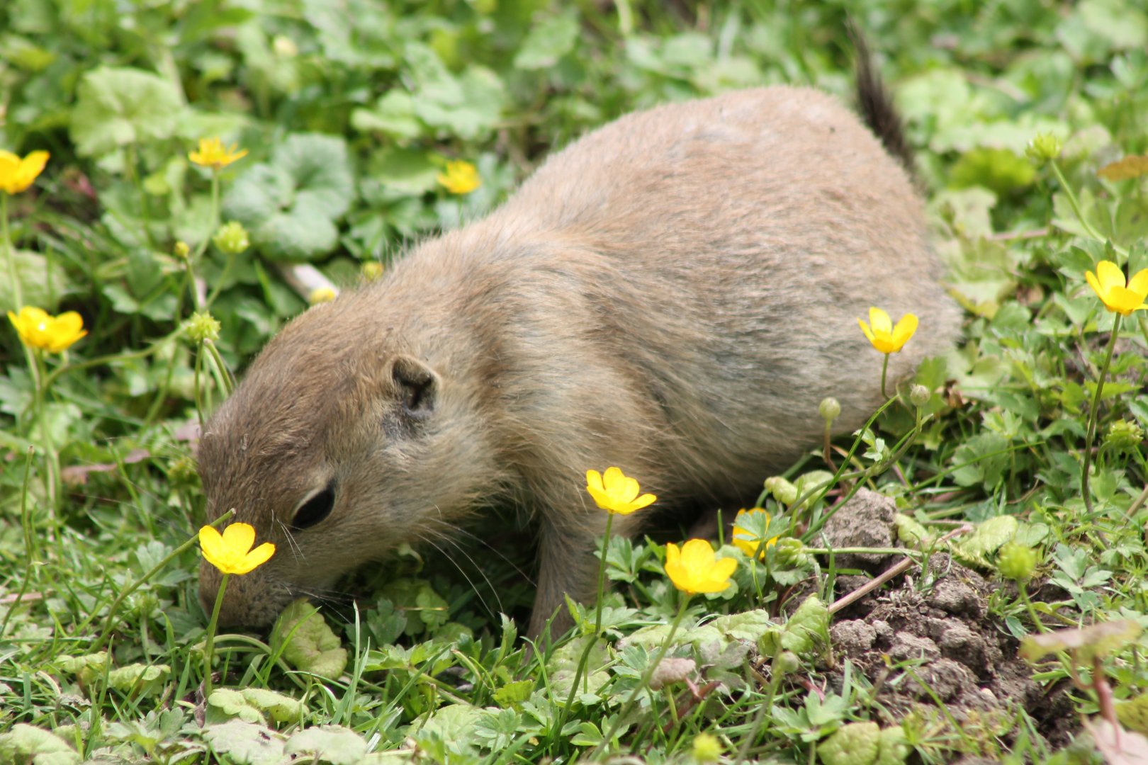 Young Prairie dog