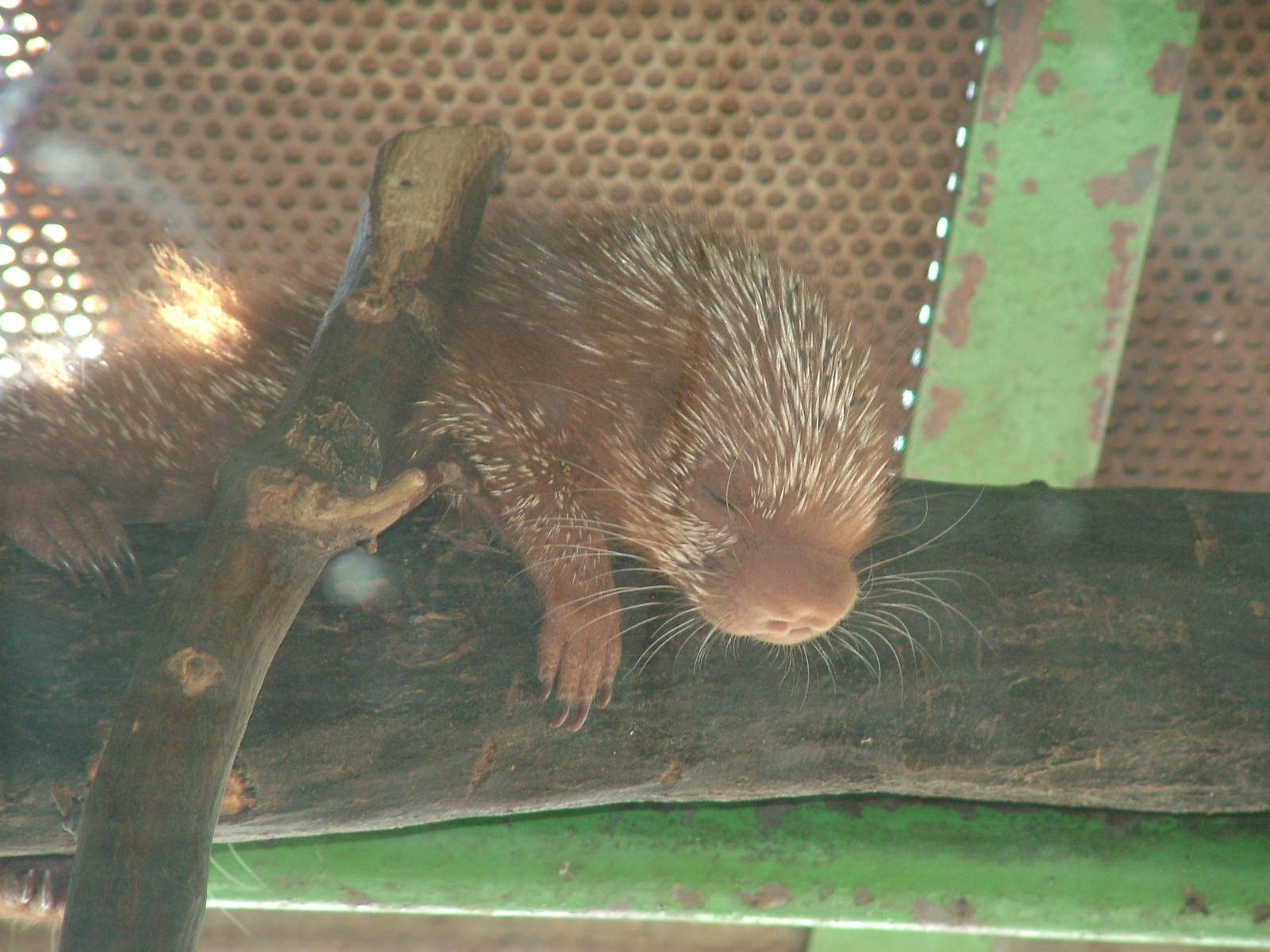 Young Prehensile-tailed Tree Porcupine at Zlin, 28/05/10