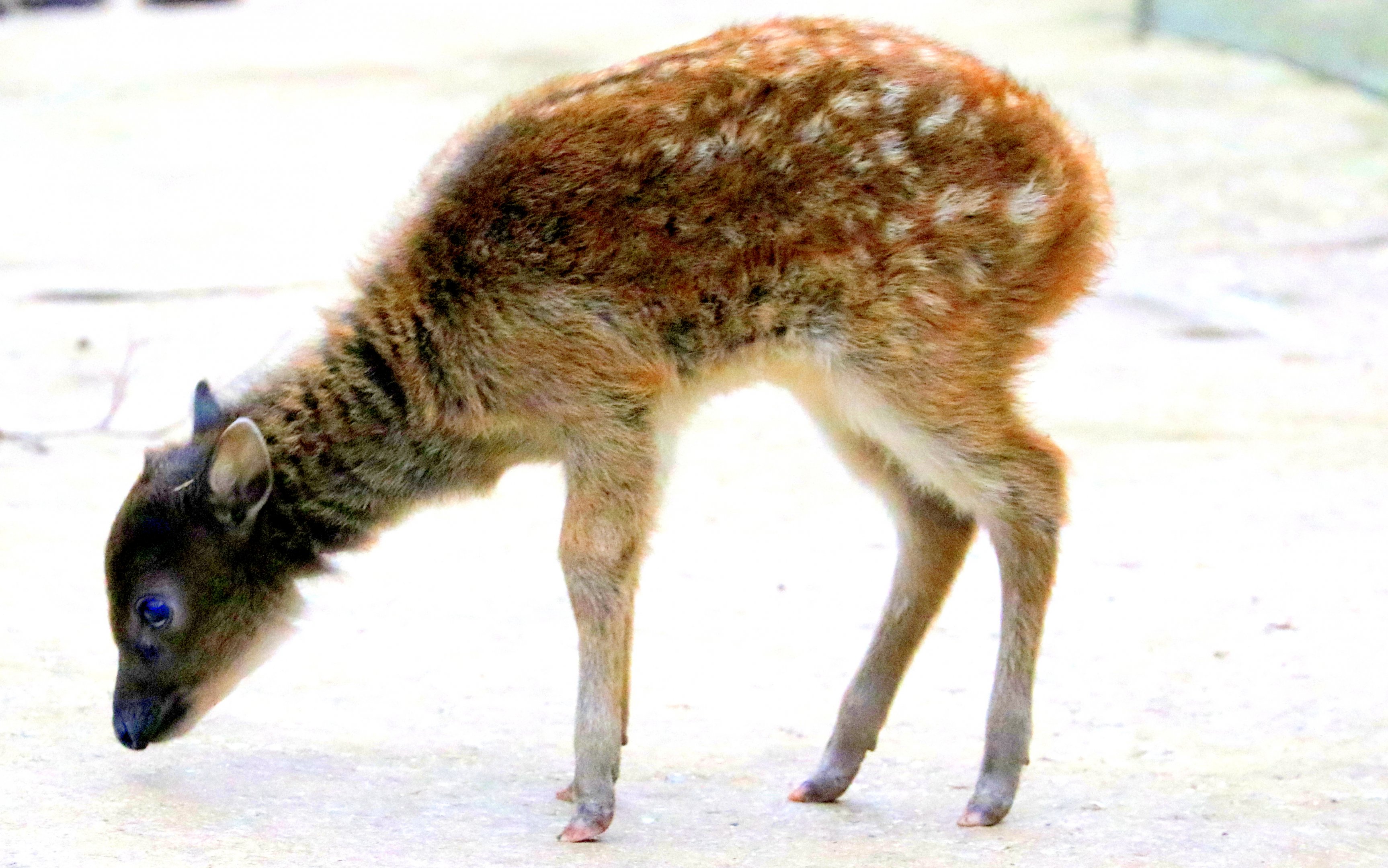 Young Prince Alfred's deer; Colchester; 13th January 2018