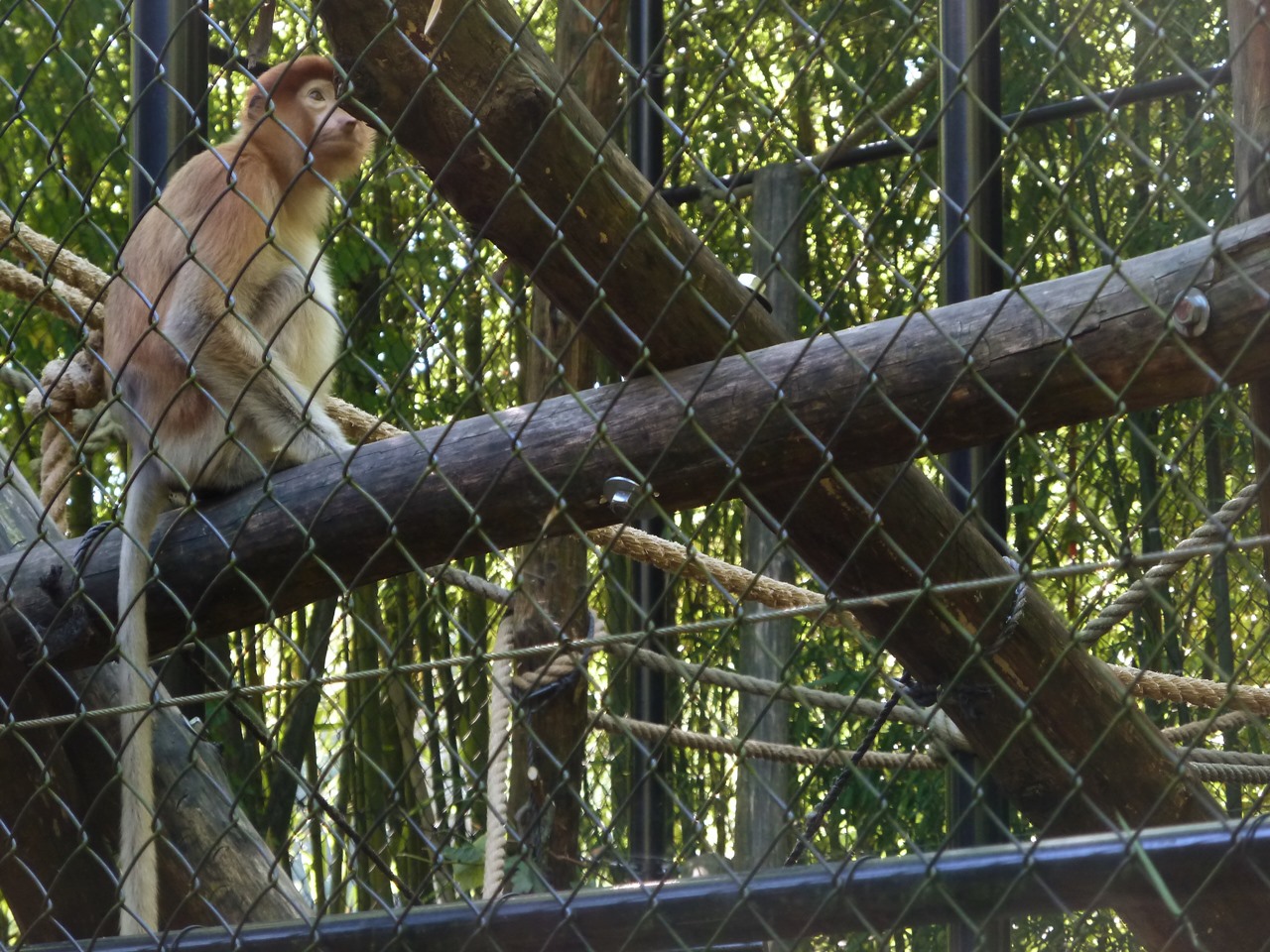 Young proboscis monkey in cage
