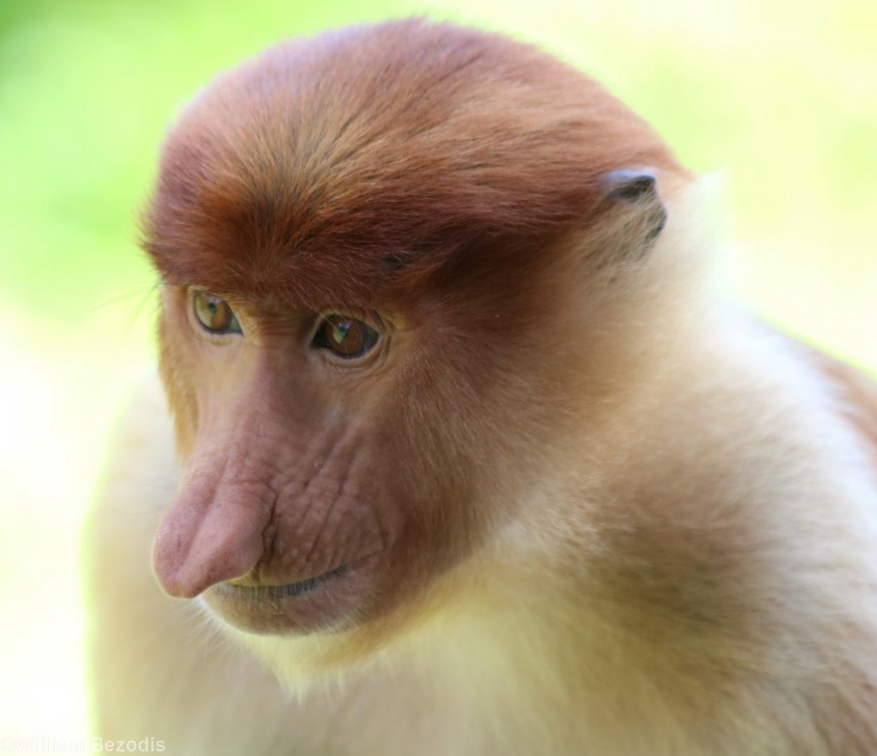 Young Proboscis Monkey - Labuk Bay