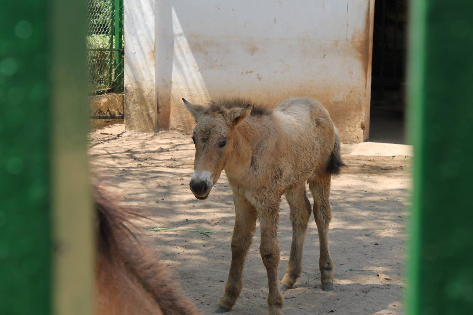 Young Przewalski's Horse - February 2013