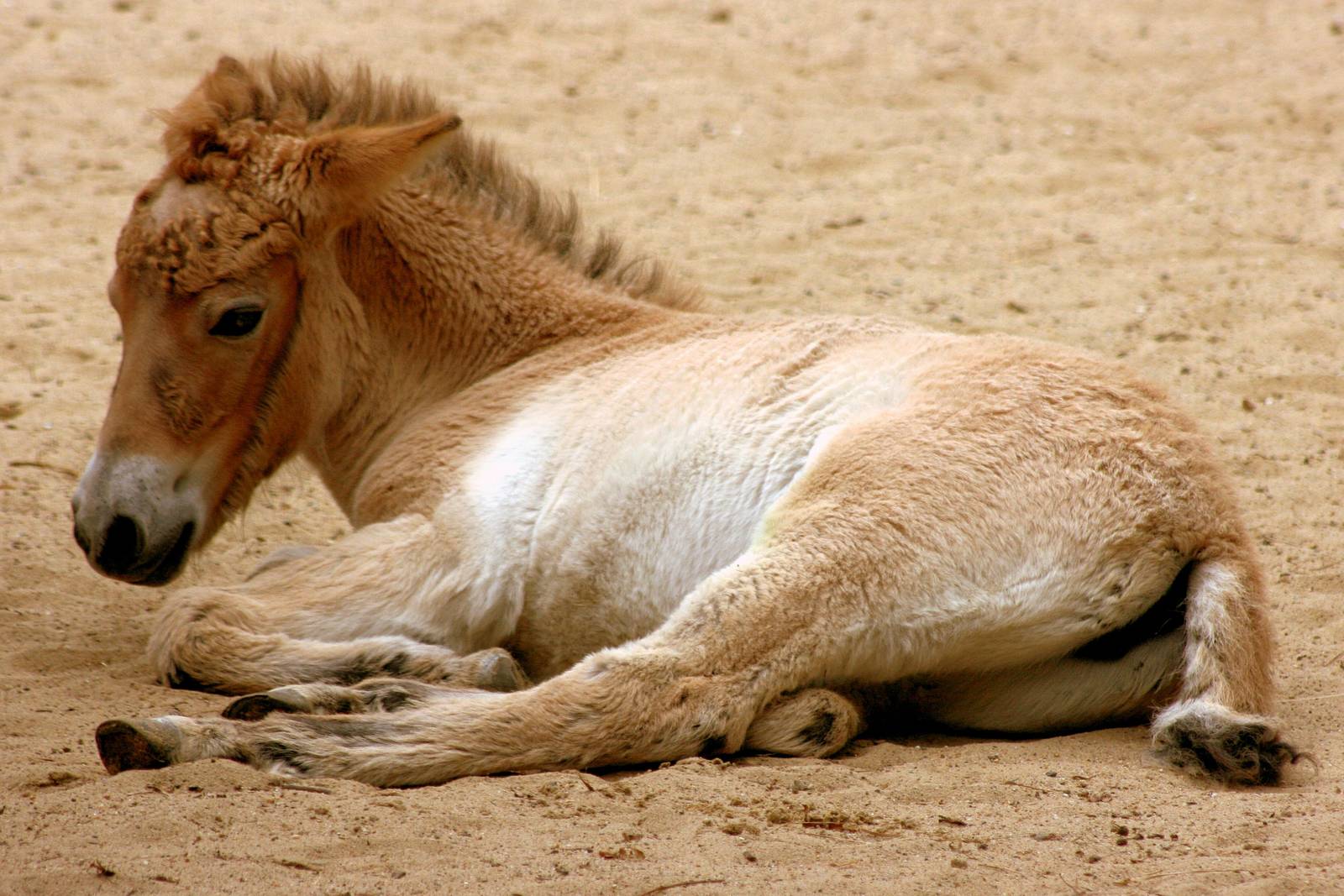 Young Przewalski's horse; Munster; 9th September 2014