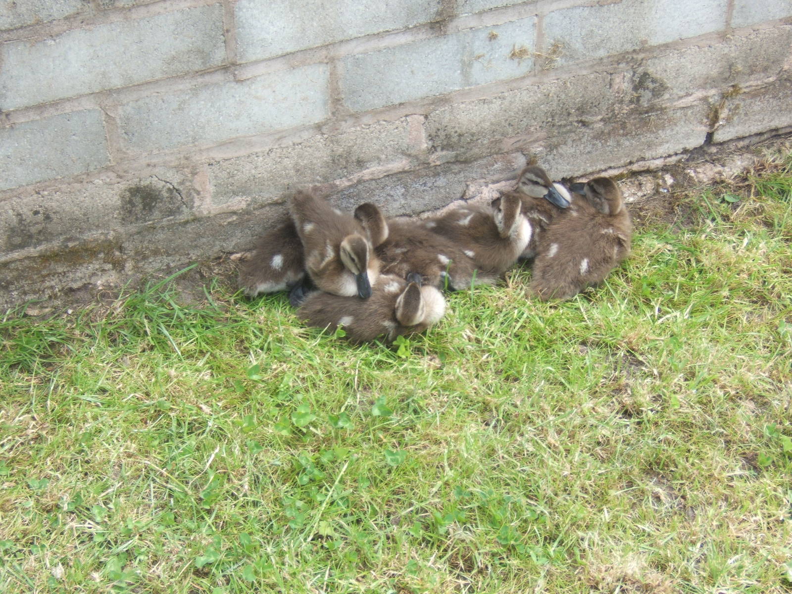 Young Puna Teal in the rearing area