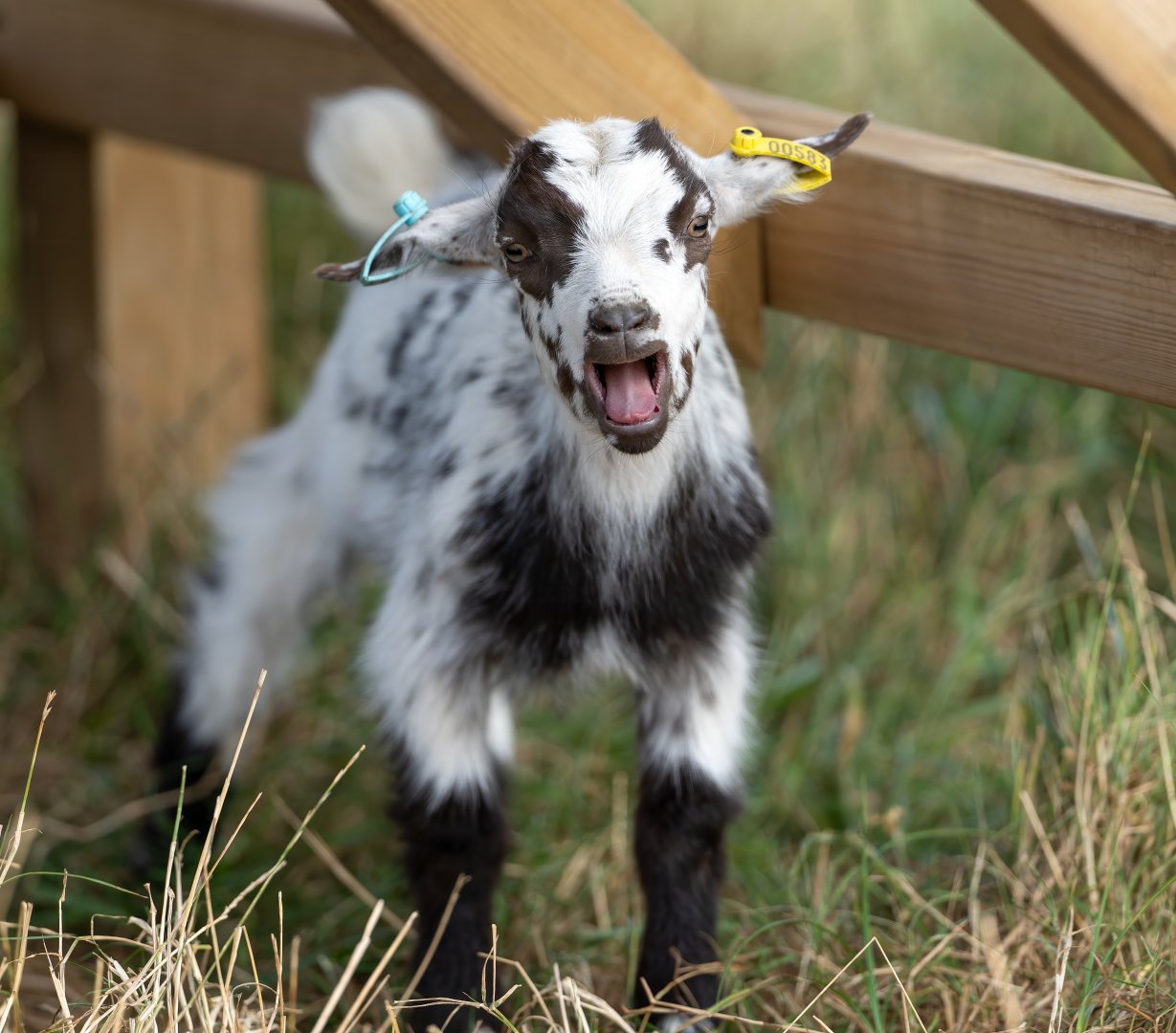 Young pygmy goat, Jimmy's Farm and Wildlife Park, UK
