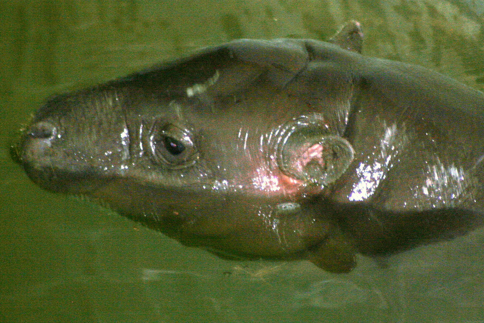 Young pygmy hippo; Whipsnade; 16th July 2011