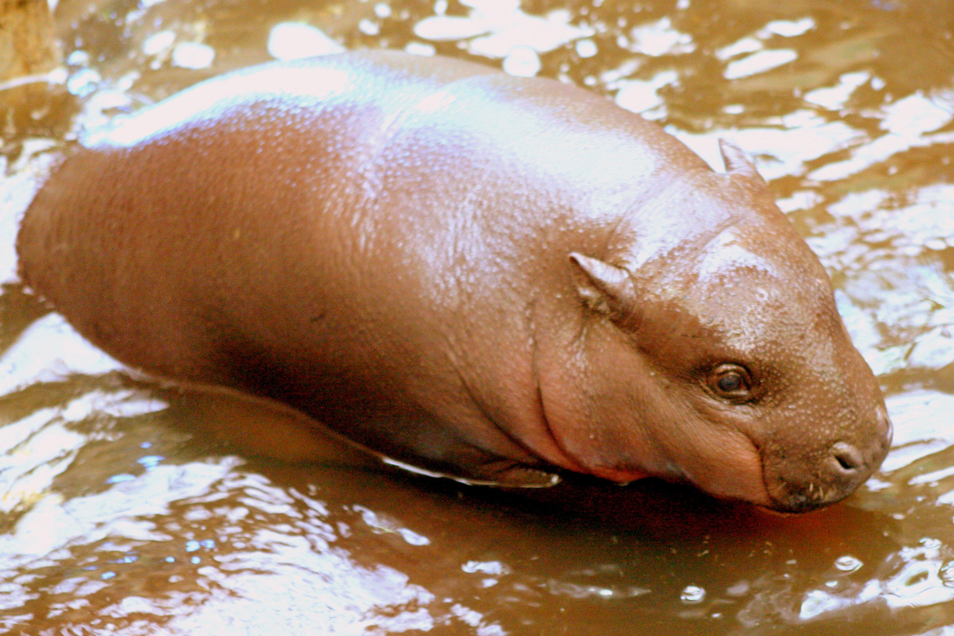 Young pygmy hippopotamus; Marwell; 22nd April 2017