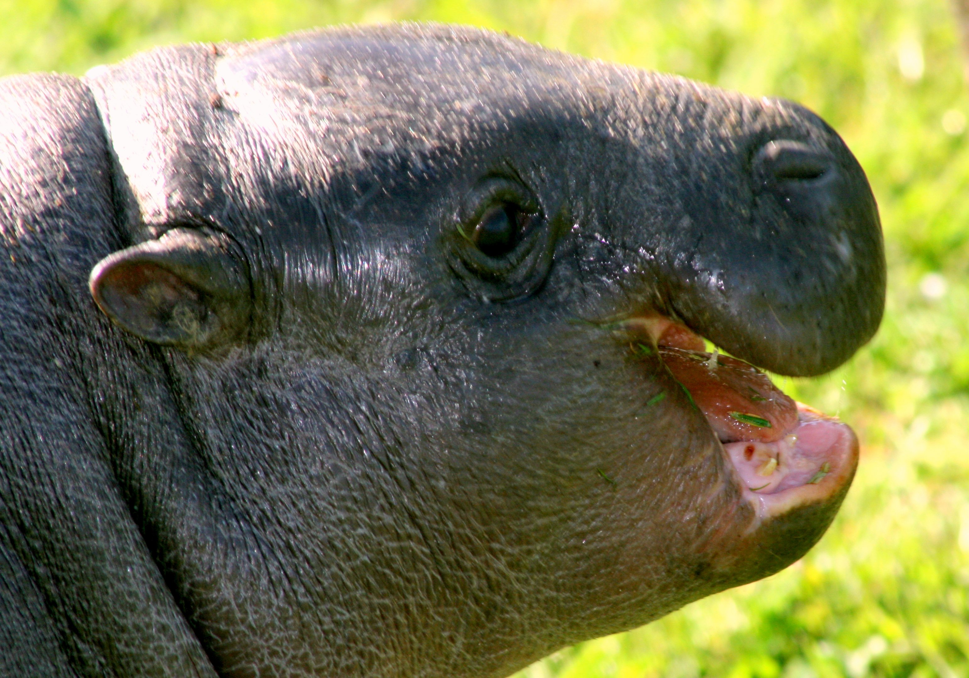 Young pygmy hippopotamus; Marwell; 22nd April 2017