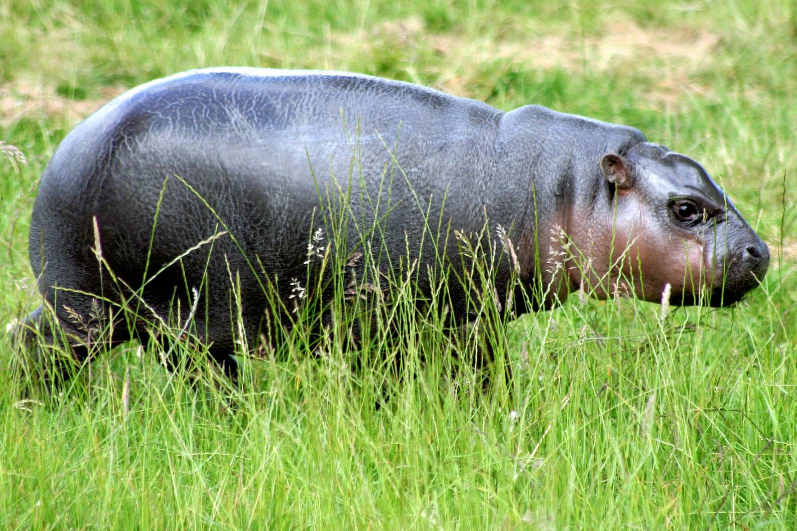 Young pygmy hippopotamus; Whipsnade; 27th June 2015