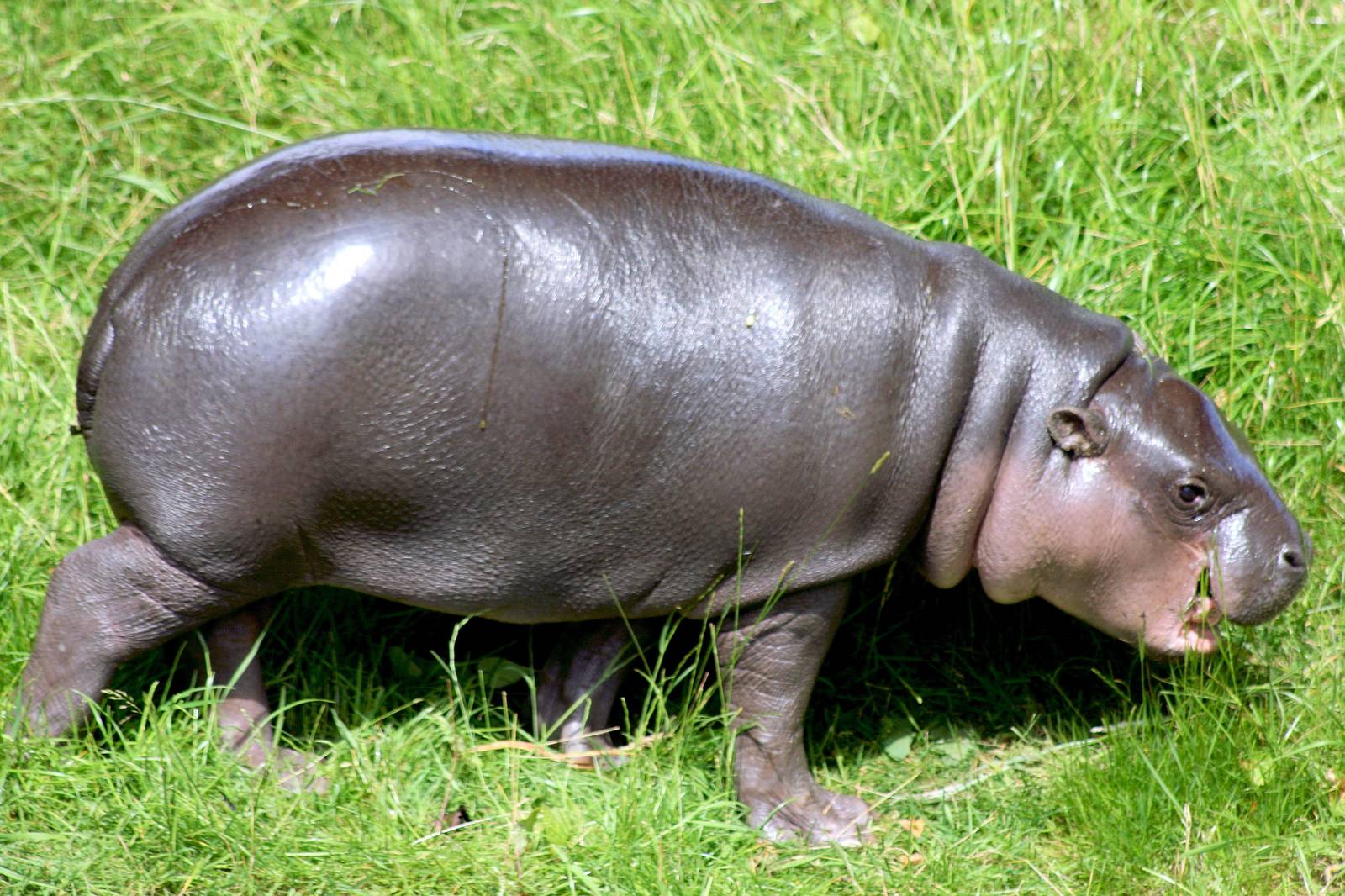 Young pygmy hippopotamus; Whipsnade; 27th June 2015