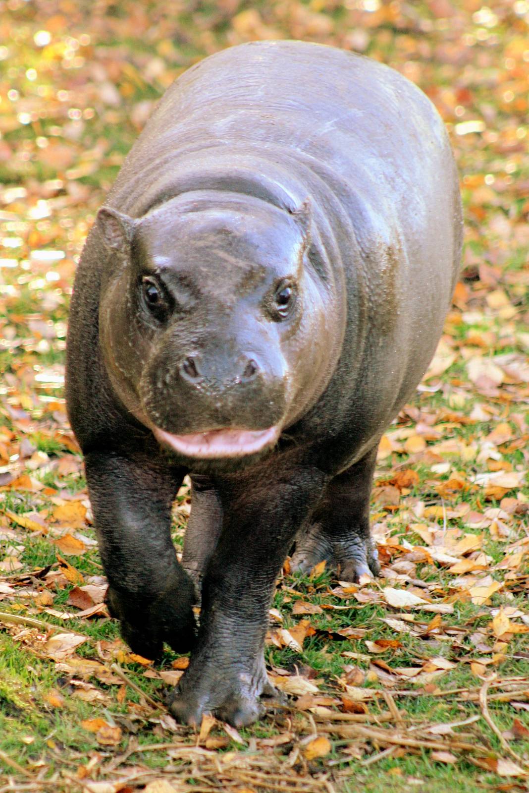 Young pygmy hippopotamus; Whipsnade; 31st October 2015