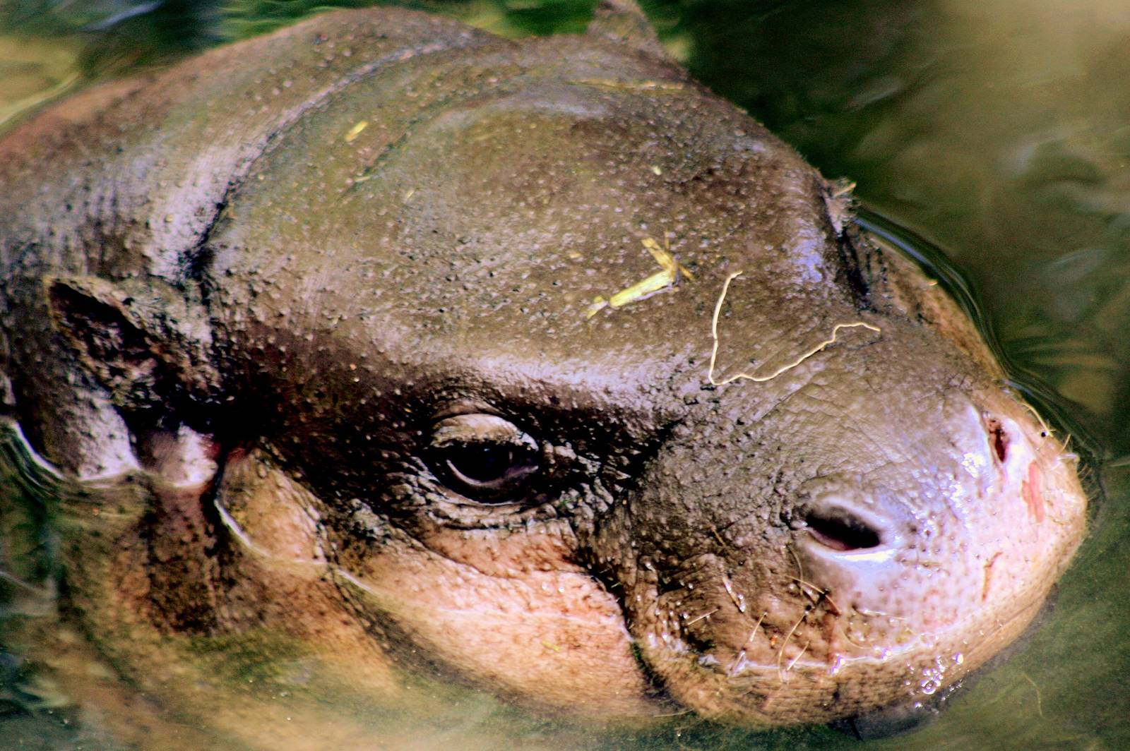 Young pygmy hippopotamus; Whipsnade; 6th Jube 2015