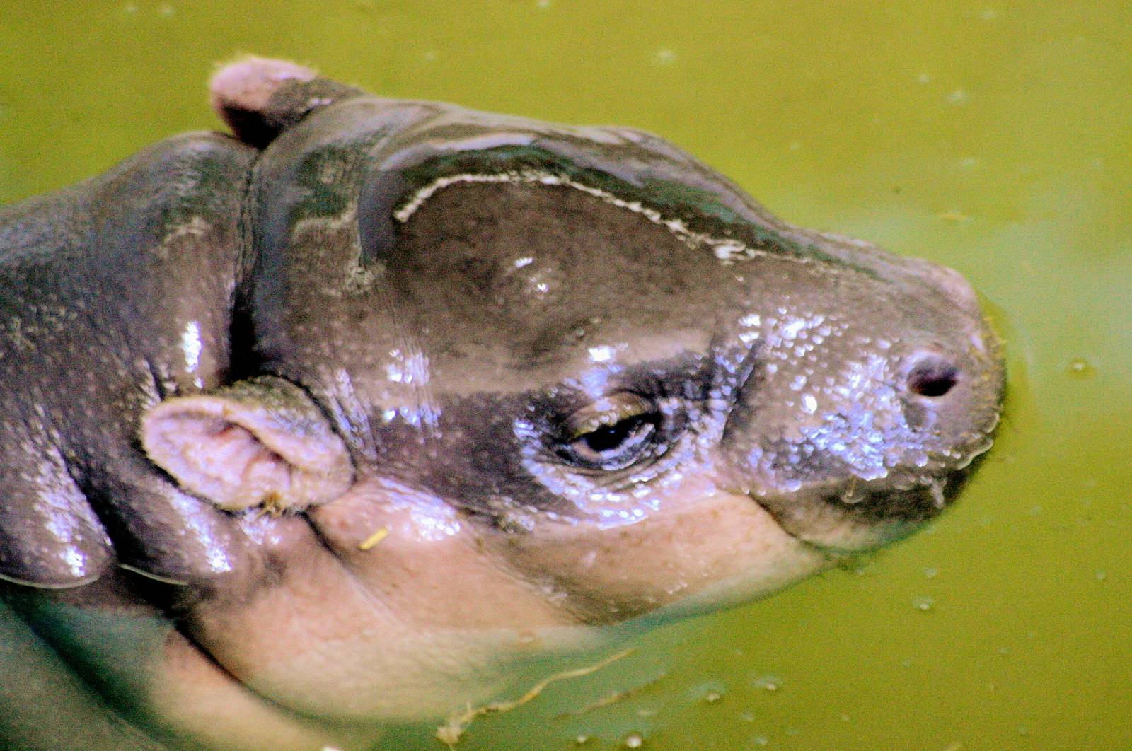 Young pygmy hippopotamus; Whipsnade; 7th March 2015