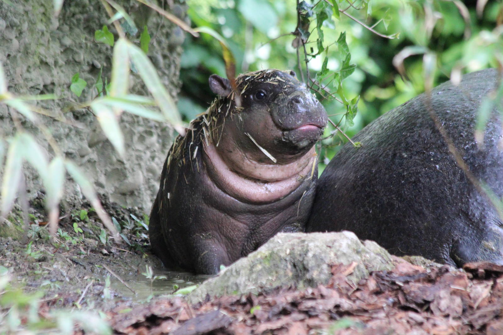 Young Pygmy Hippopotamus