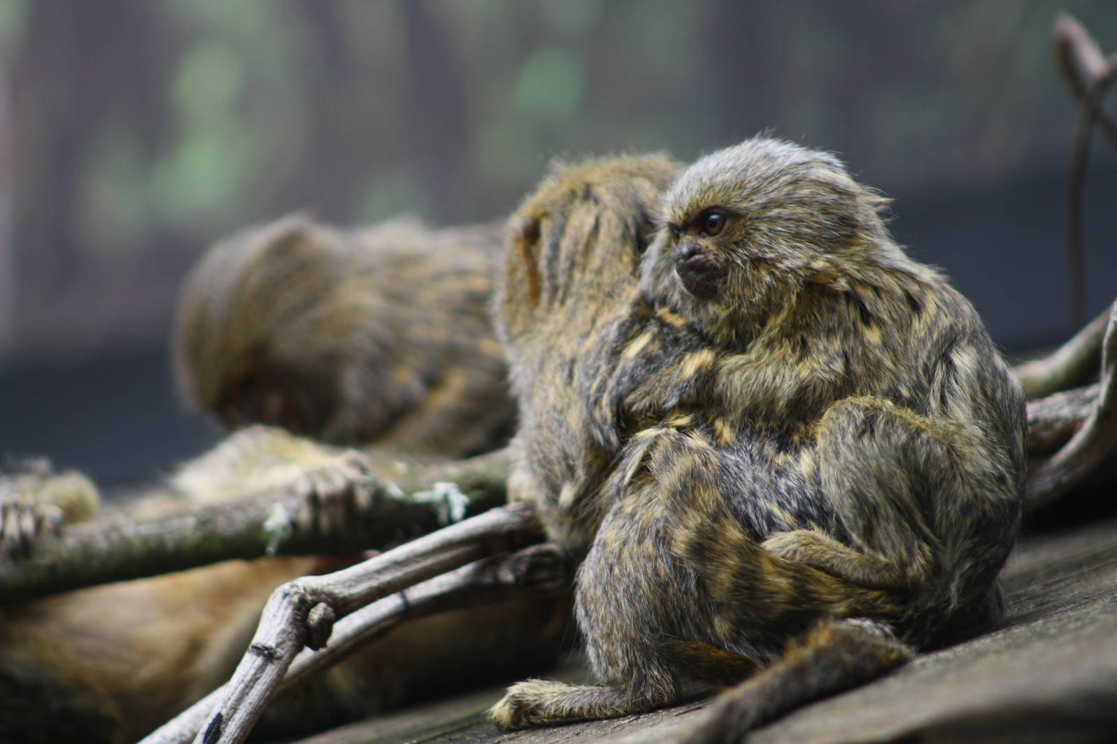 Young Pygmy Marmoset