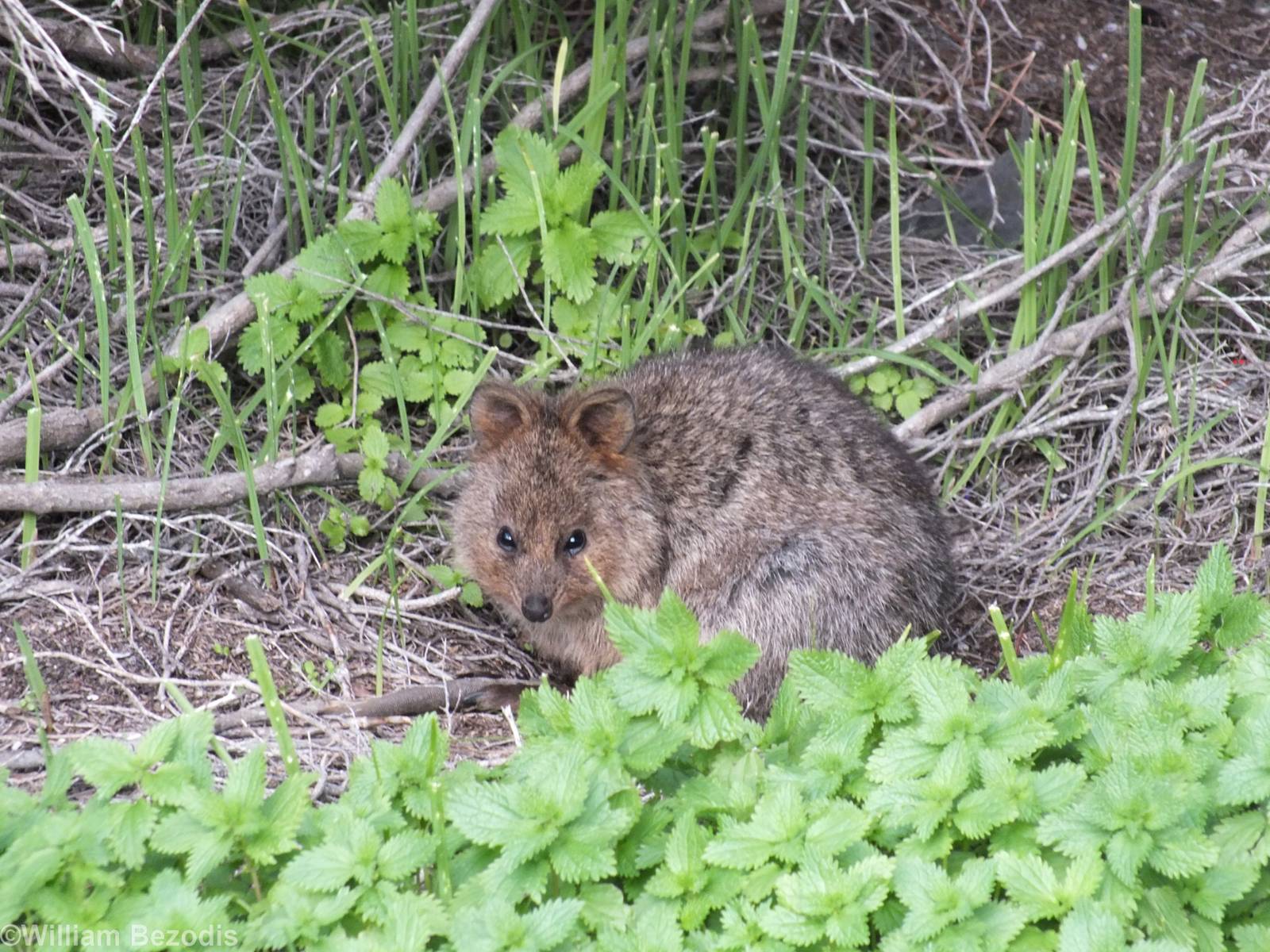 Young Quokka - Rottnest Island