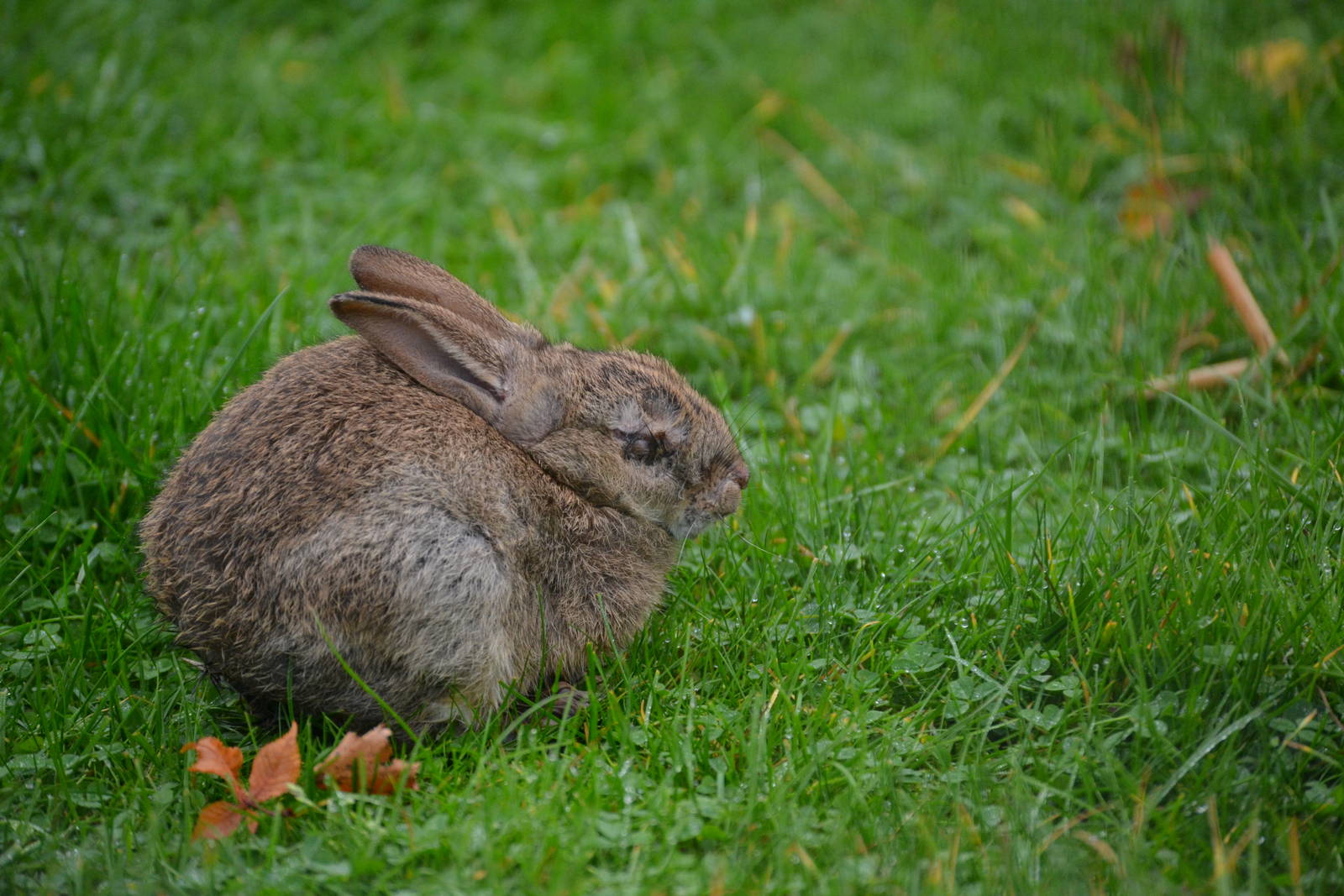 Young rabbit with the horrible disease that is myxomatosis