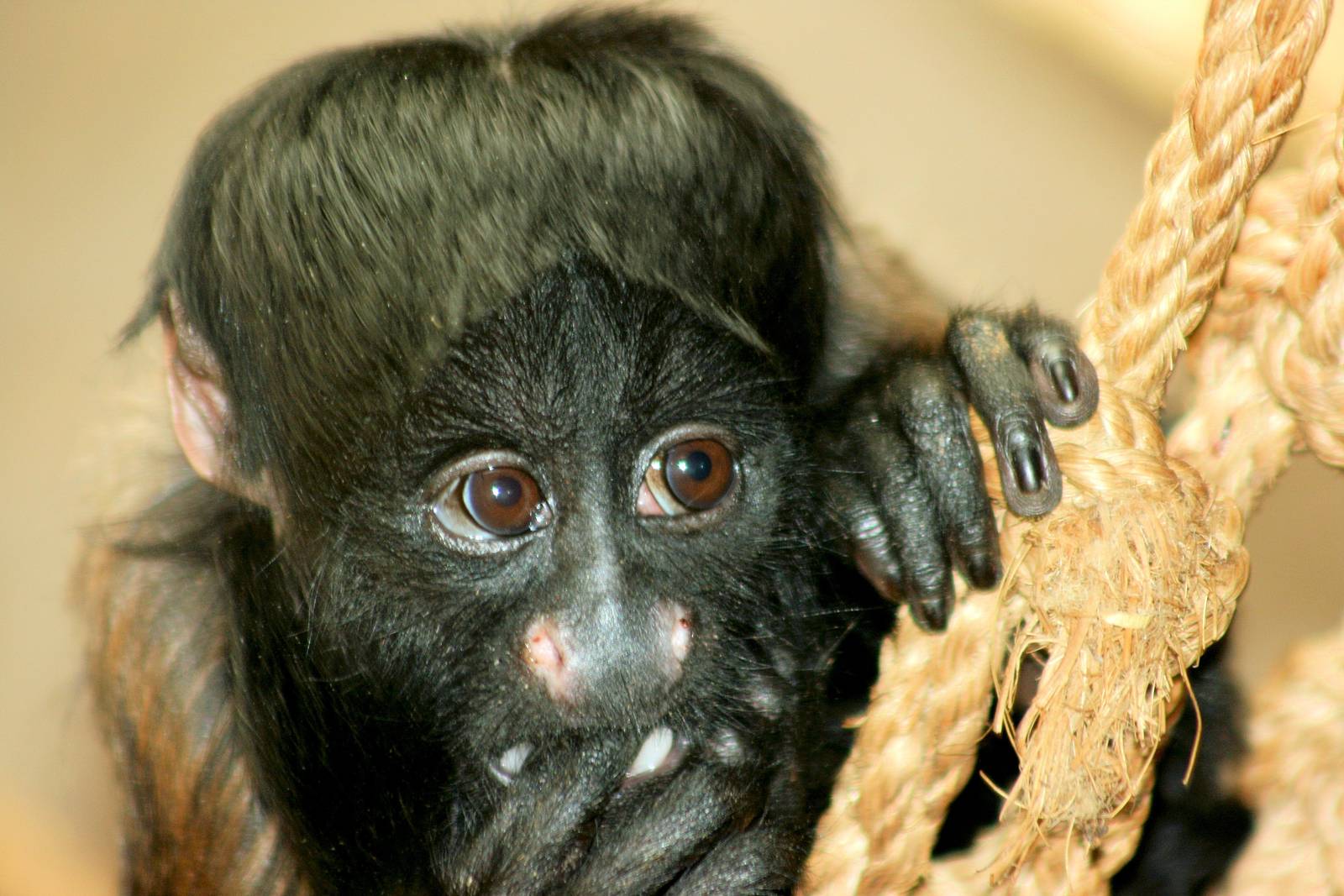 Young red-backed bearded saki; Colchester; 18th April 2014