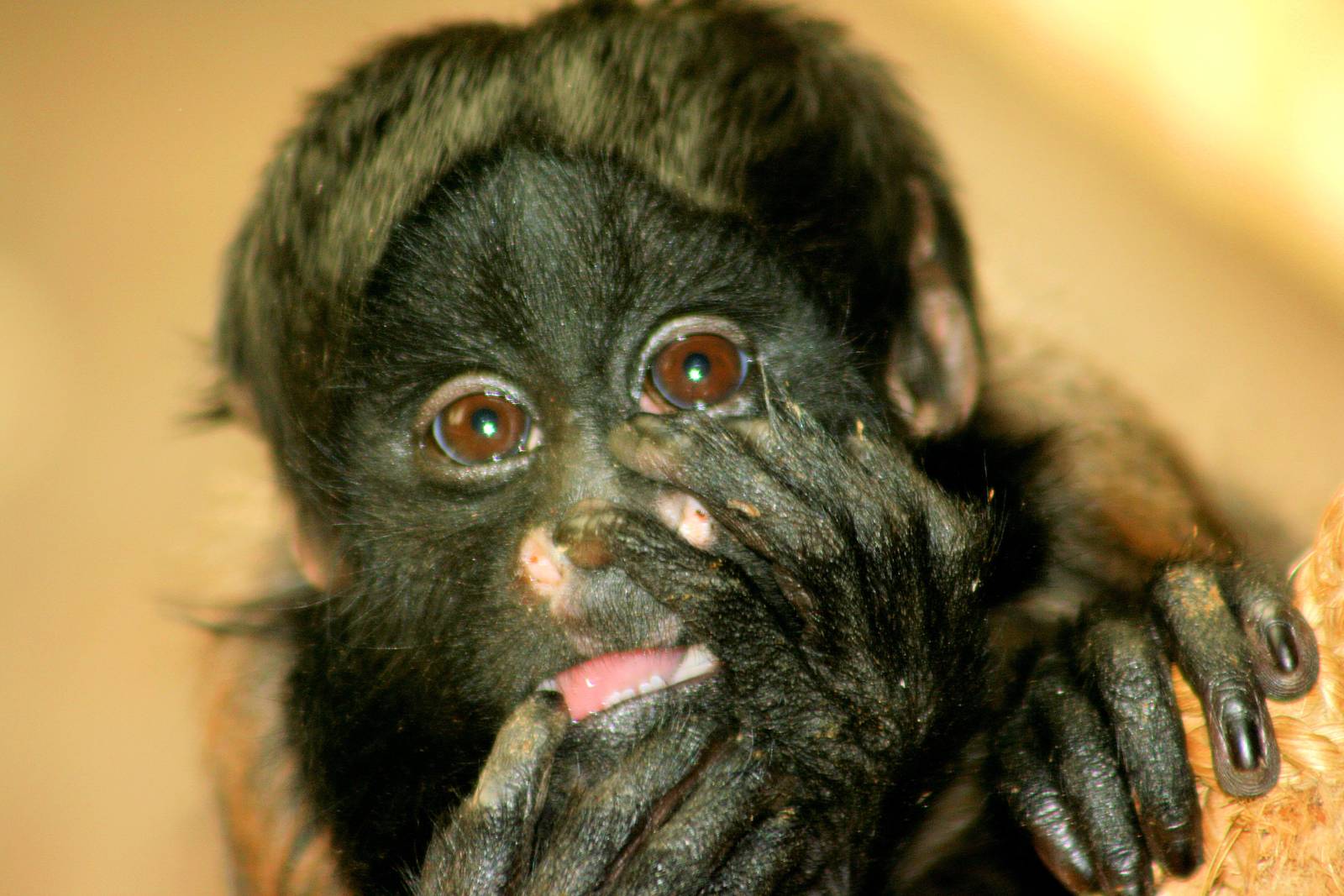 Young red-backed bearded saki; Colchester; 18th April 2014