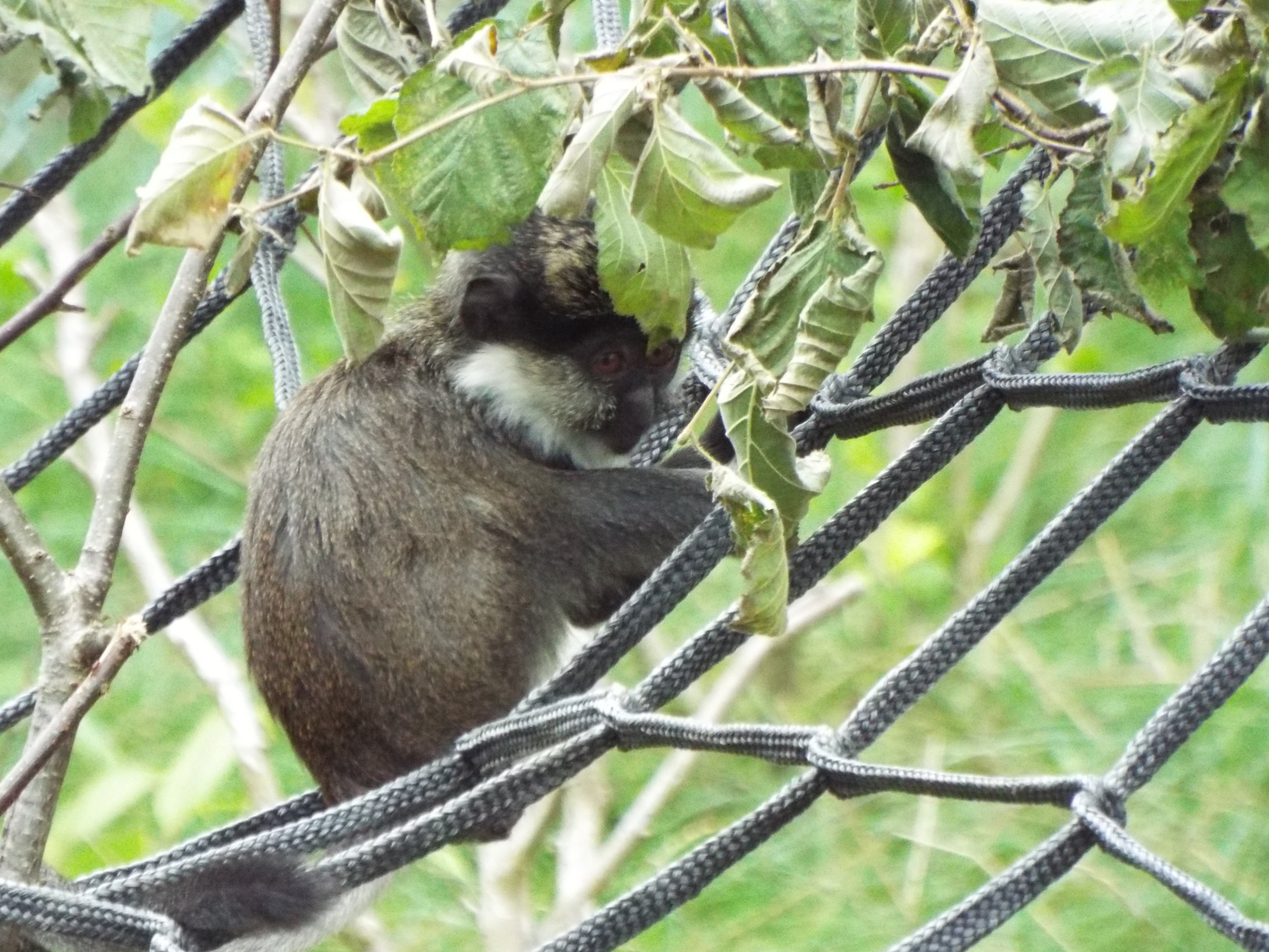 Young Red-bellied Guenon