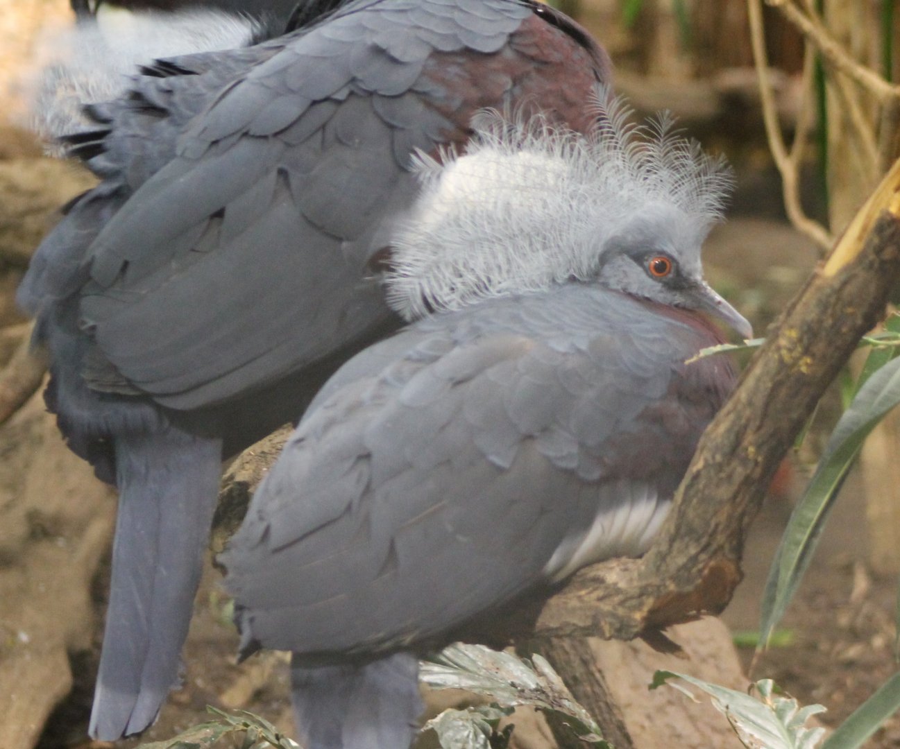 Young Red-breasted crowned pigeon