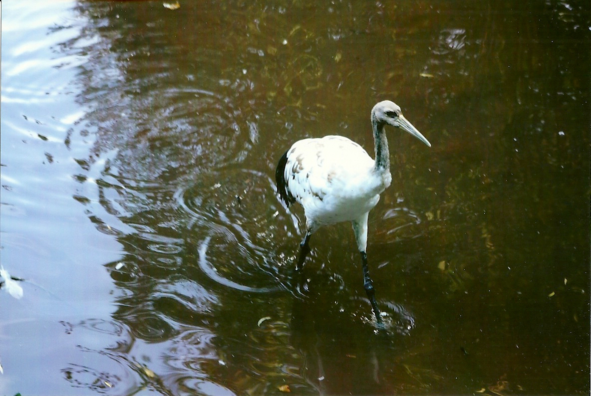 Young Red-crowned Crane 8th September 2012