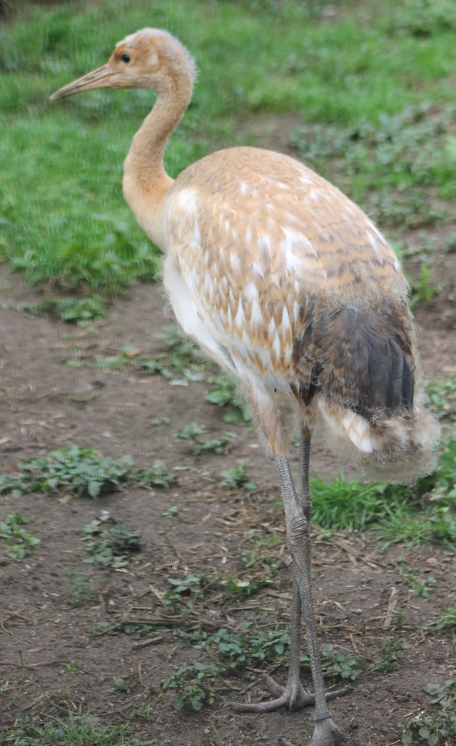 Young Red-crowned crane