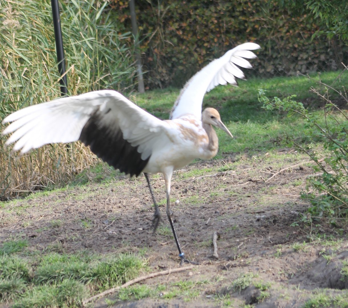 Young Red-crowned crane