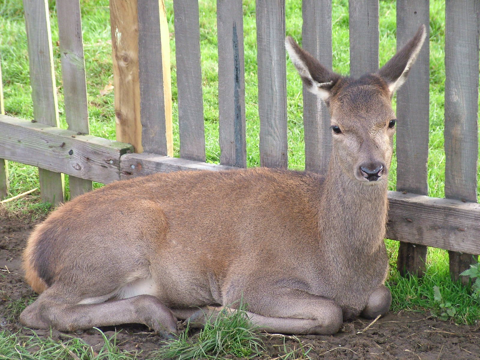 Young Red Deer at Yorkshire WP 31/10/09