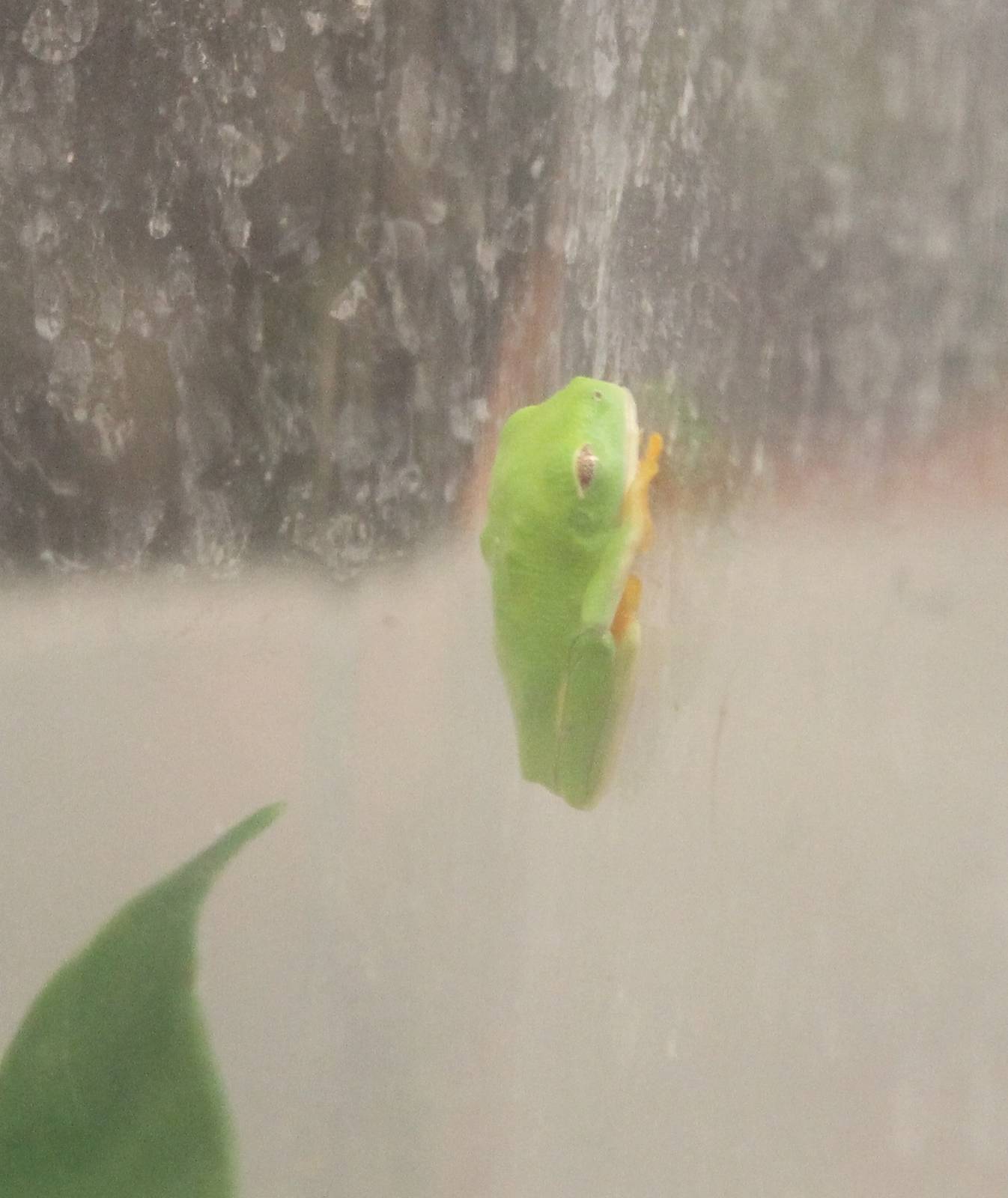 Young Red-eyed tree frog