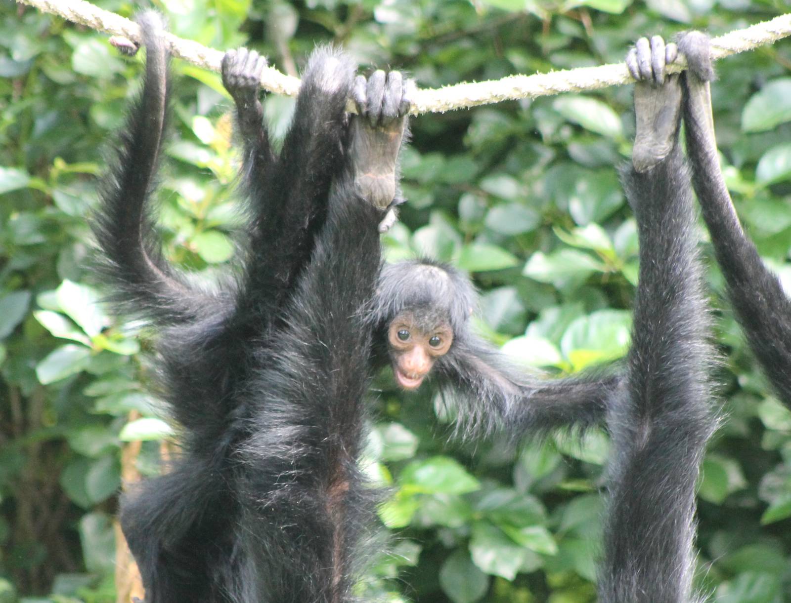 Young Red-faced spider monkey