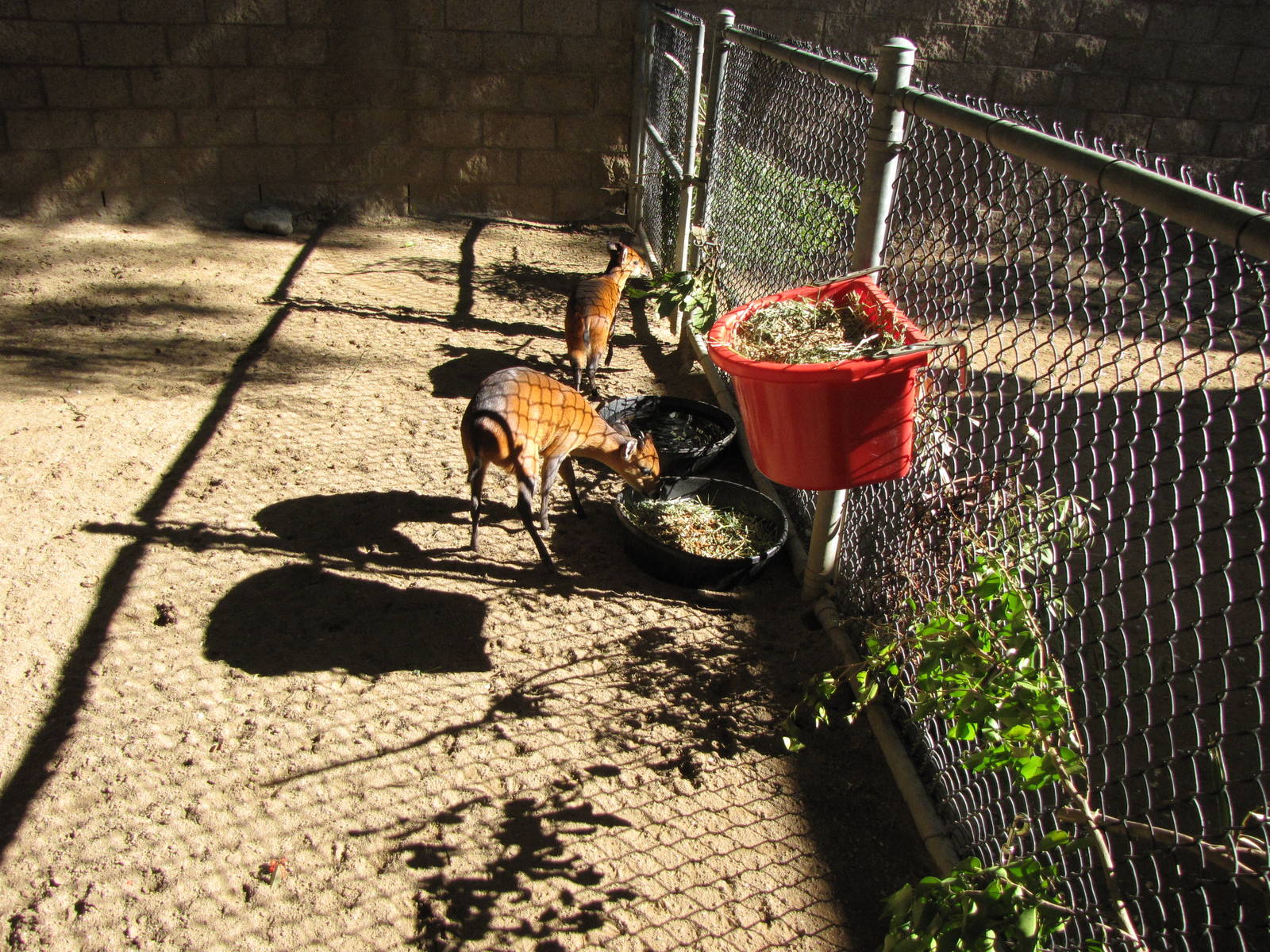 Young Red-flanked Duikers